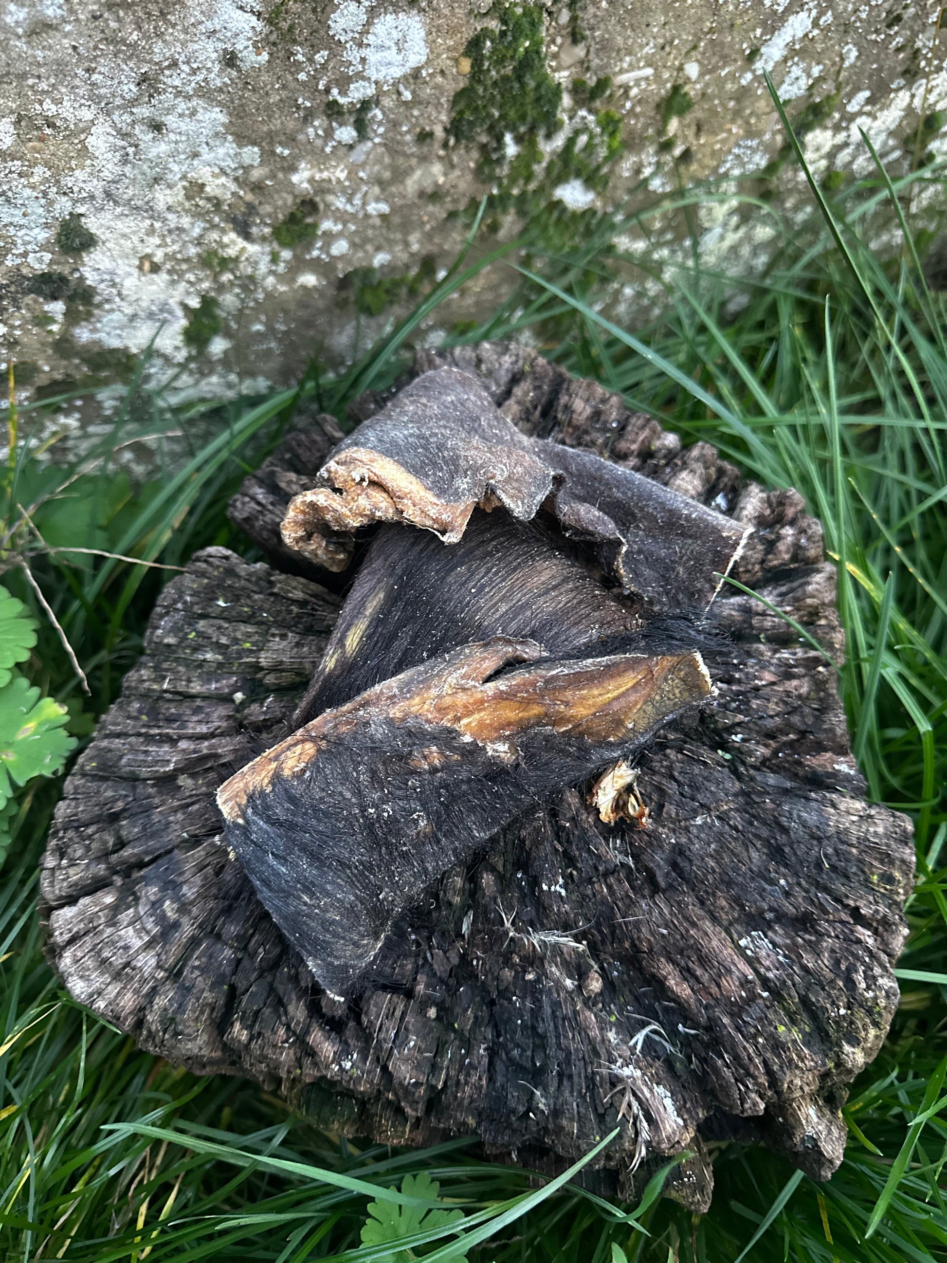 Cuir chevelu de bœuf avec fourrure