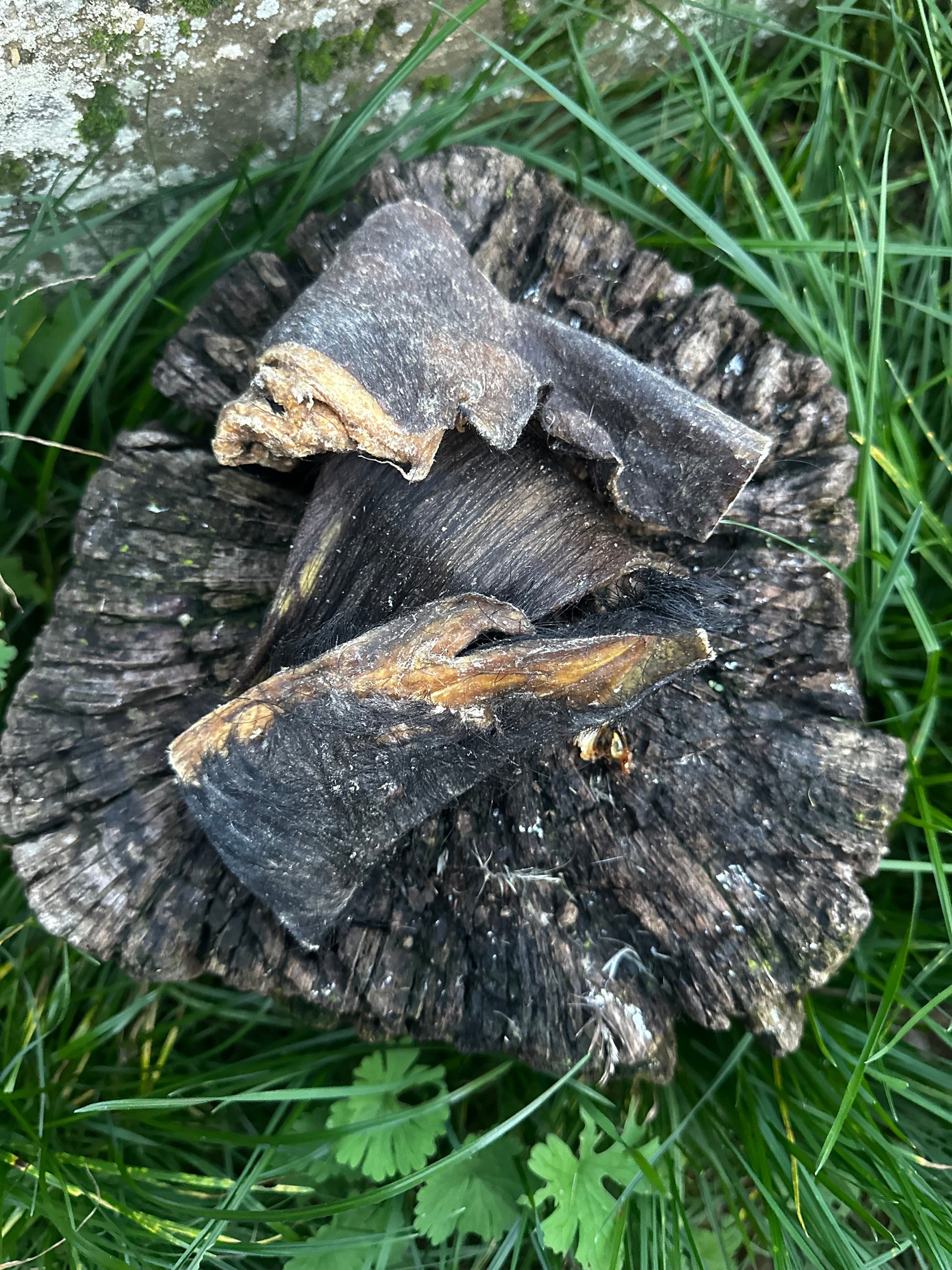 Cuir chevelu de bœuf avec fourrure