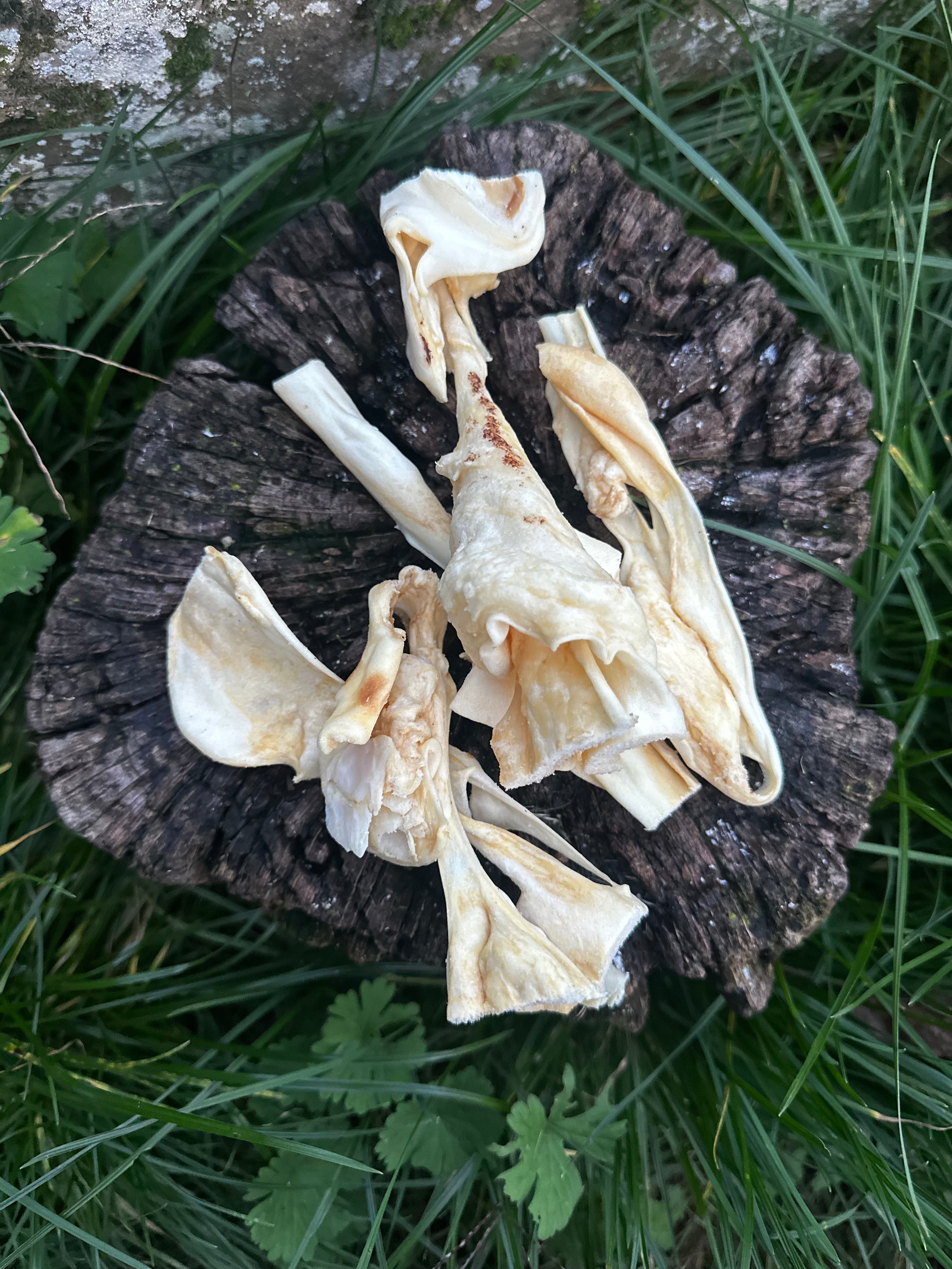 Cuir chevelu de chèvre - 100g