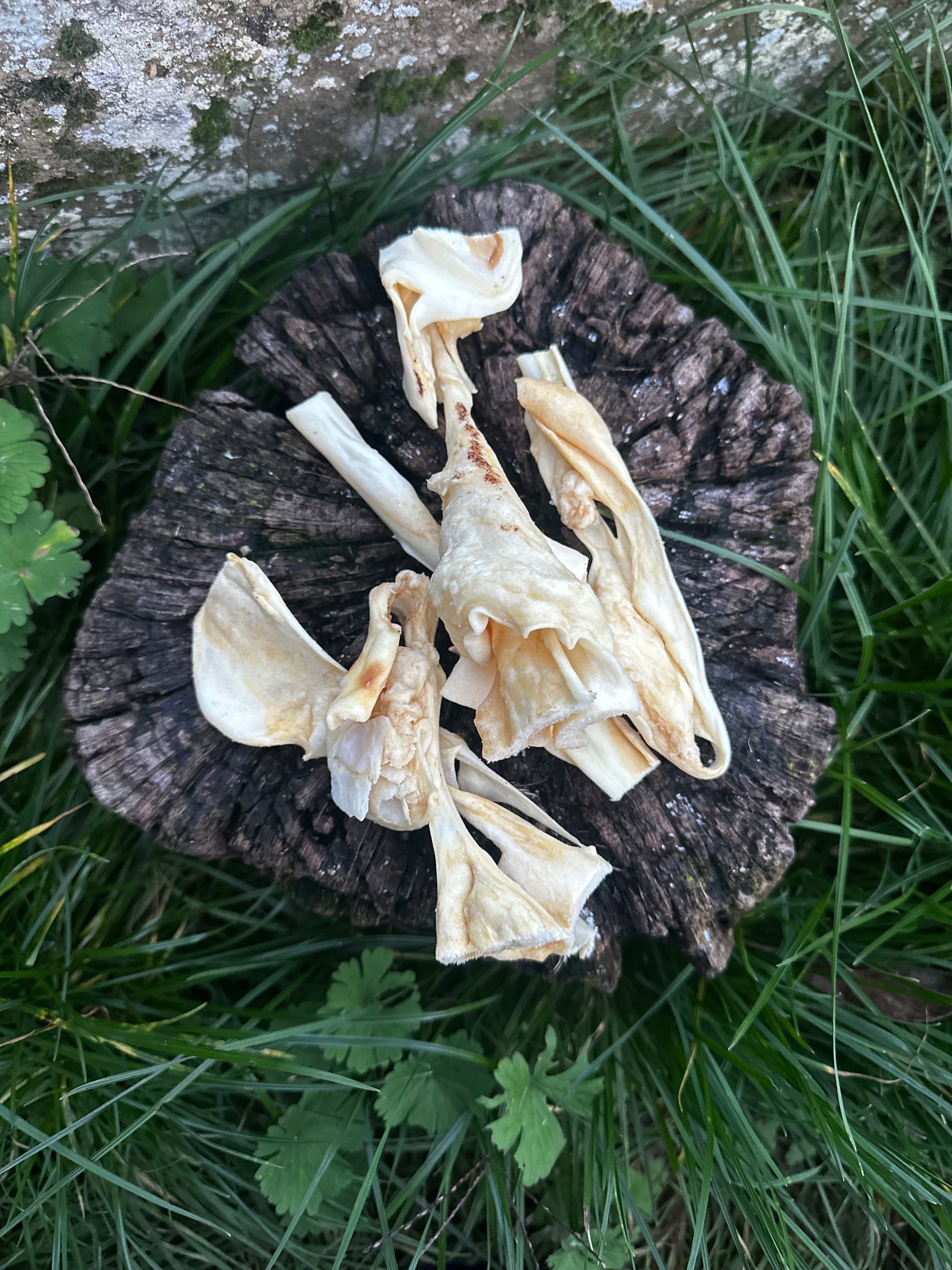 Cuir chevelu de chèvre - 100g