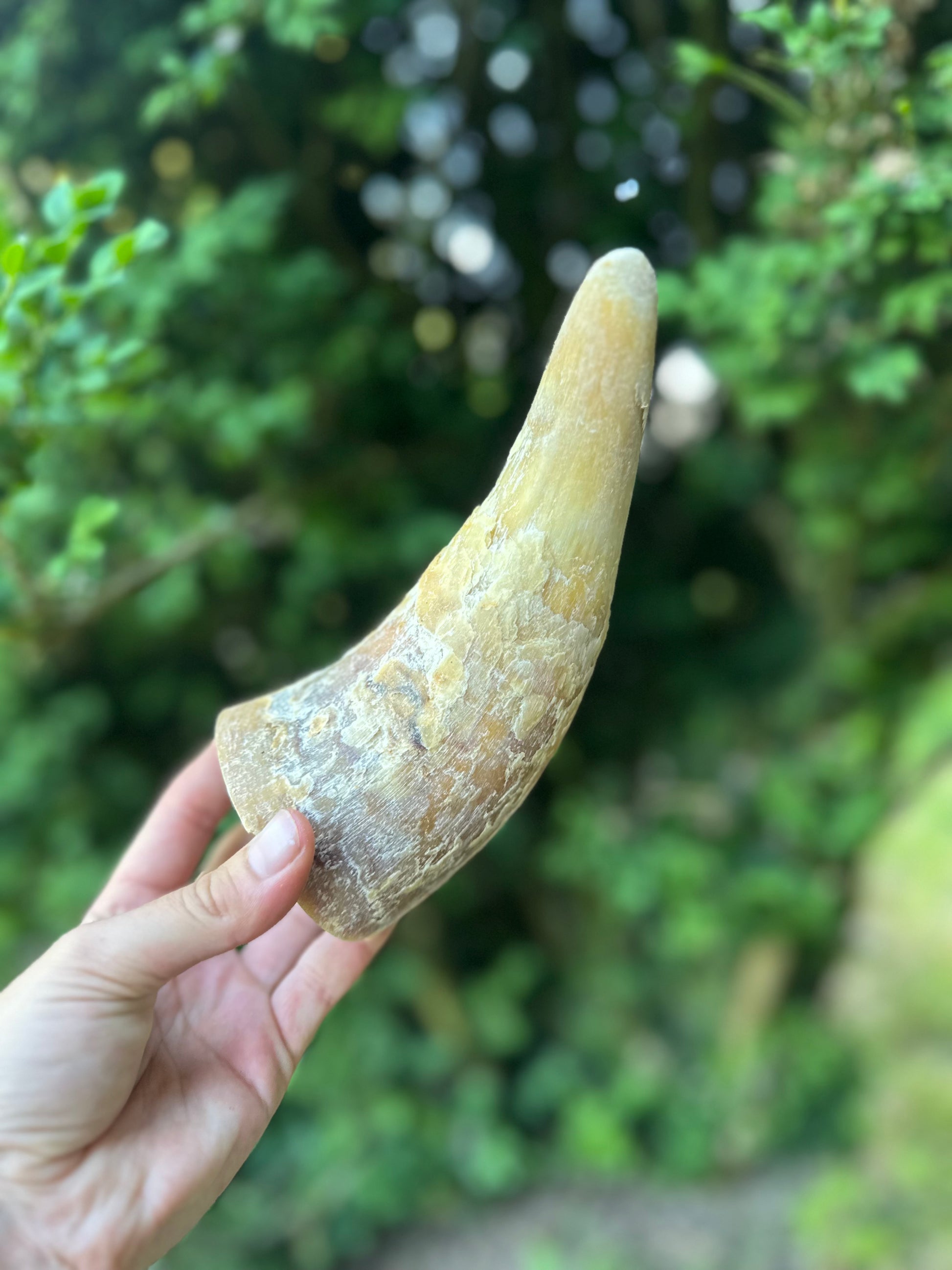 Corne de boeuf - L