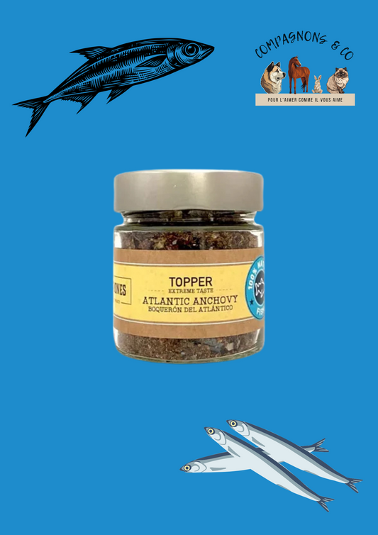 Topper d'anchois de l'Atlantique