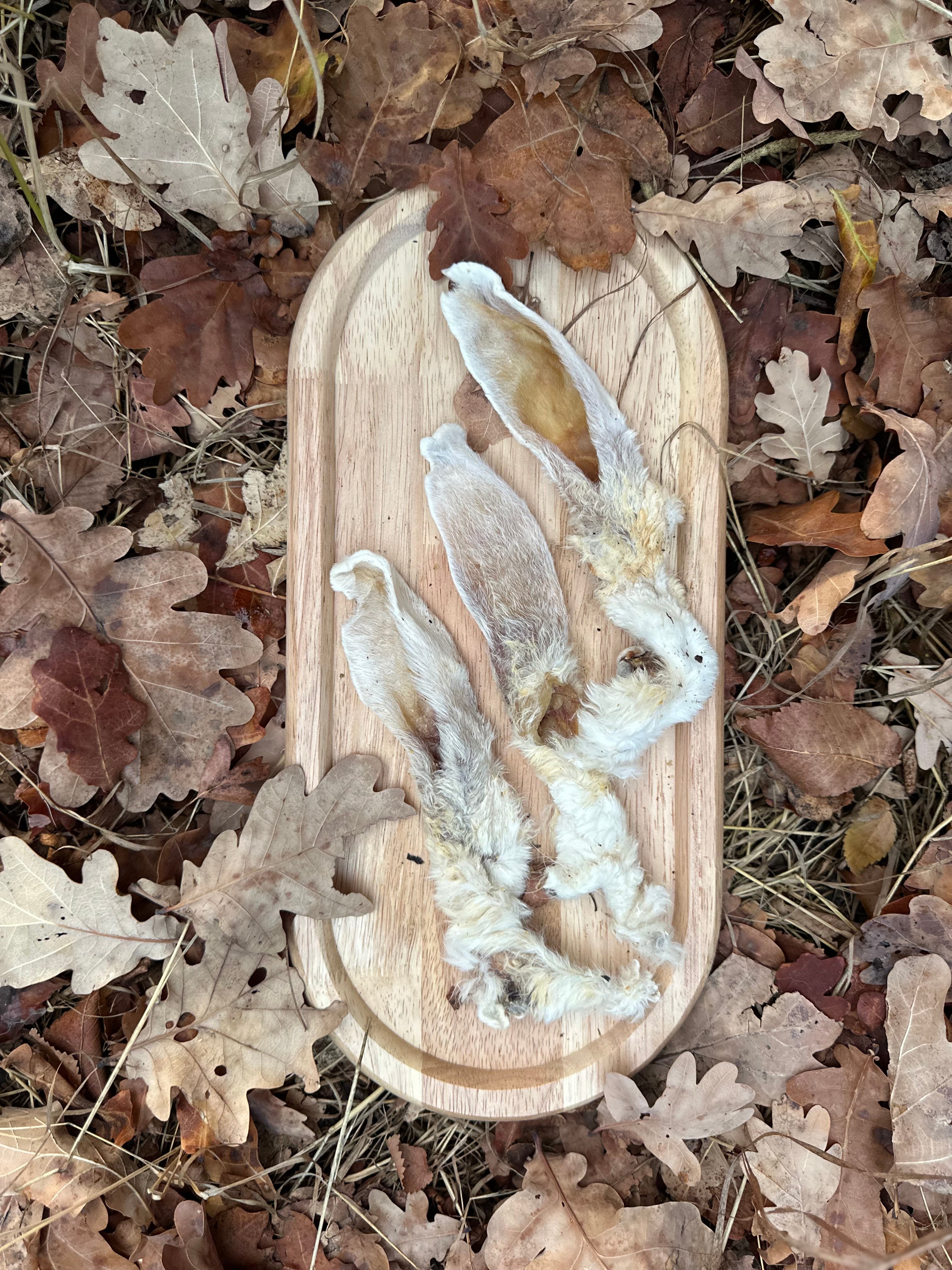 Oreille de lapin avec poils