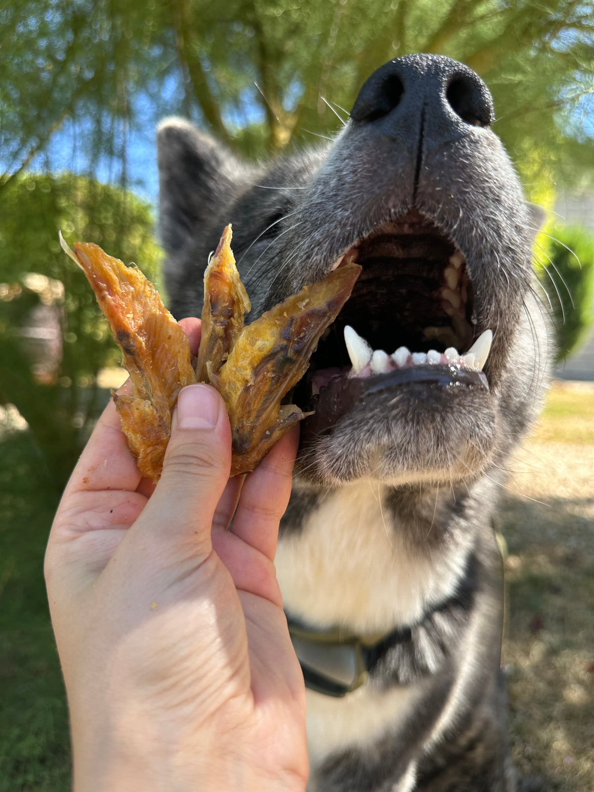 Ailes de poulet - 100g