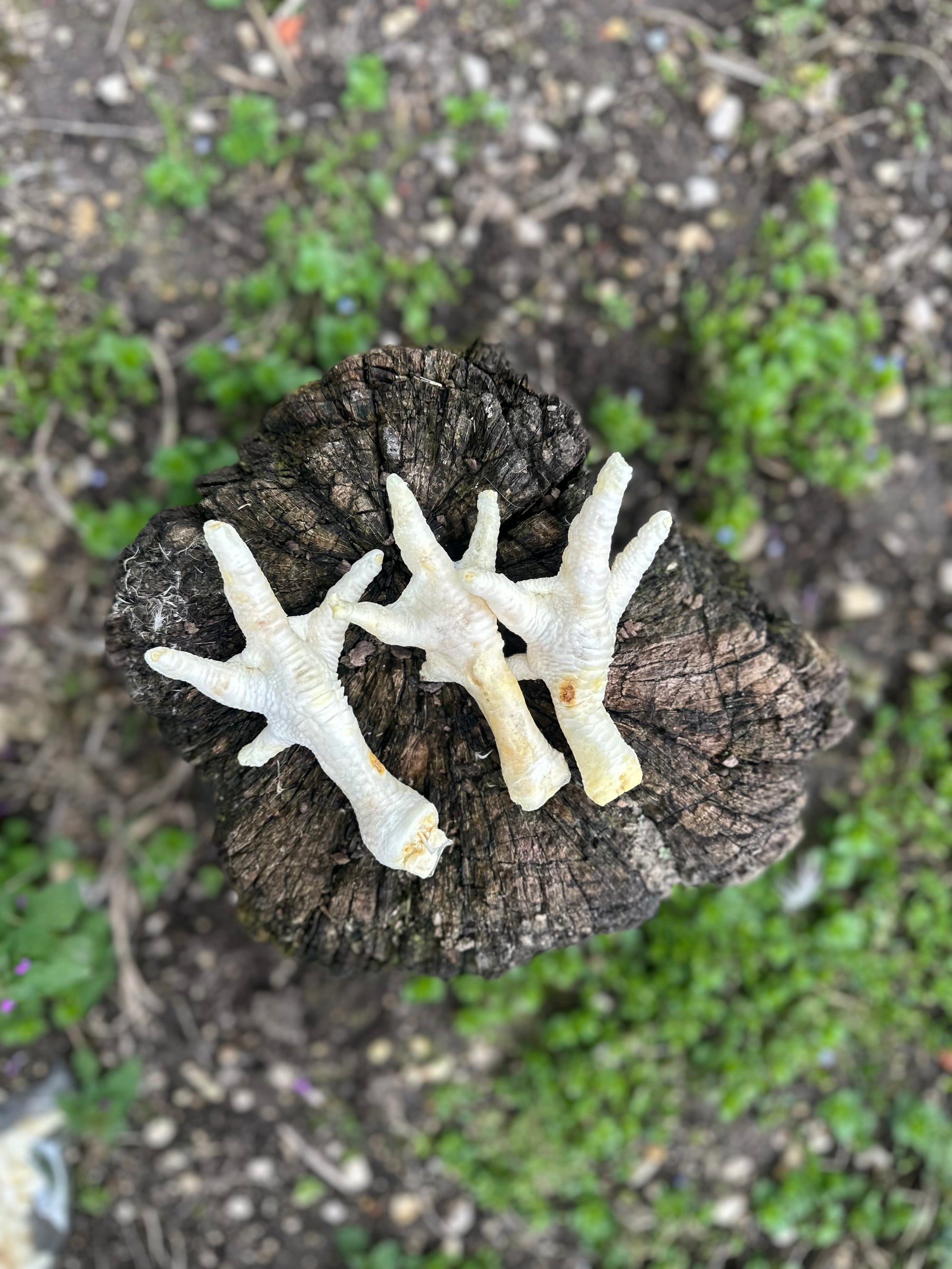 Patte de poulet soufflée blanche