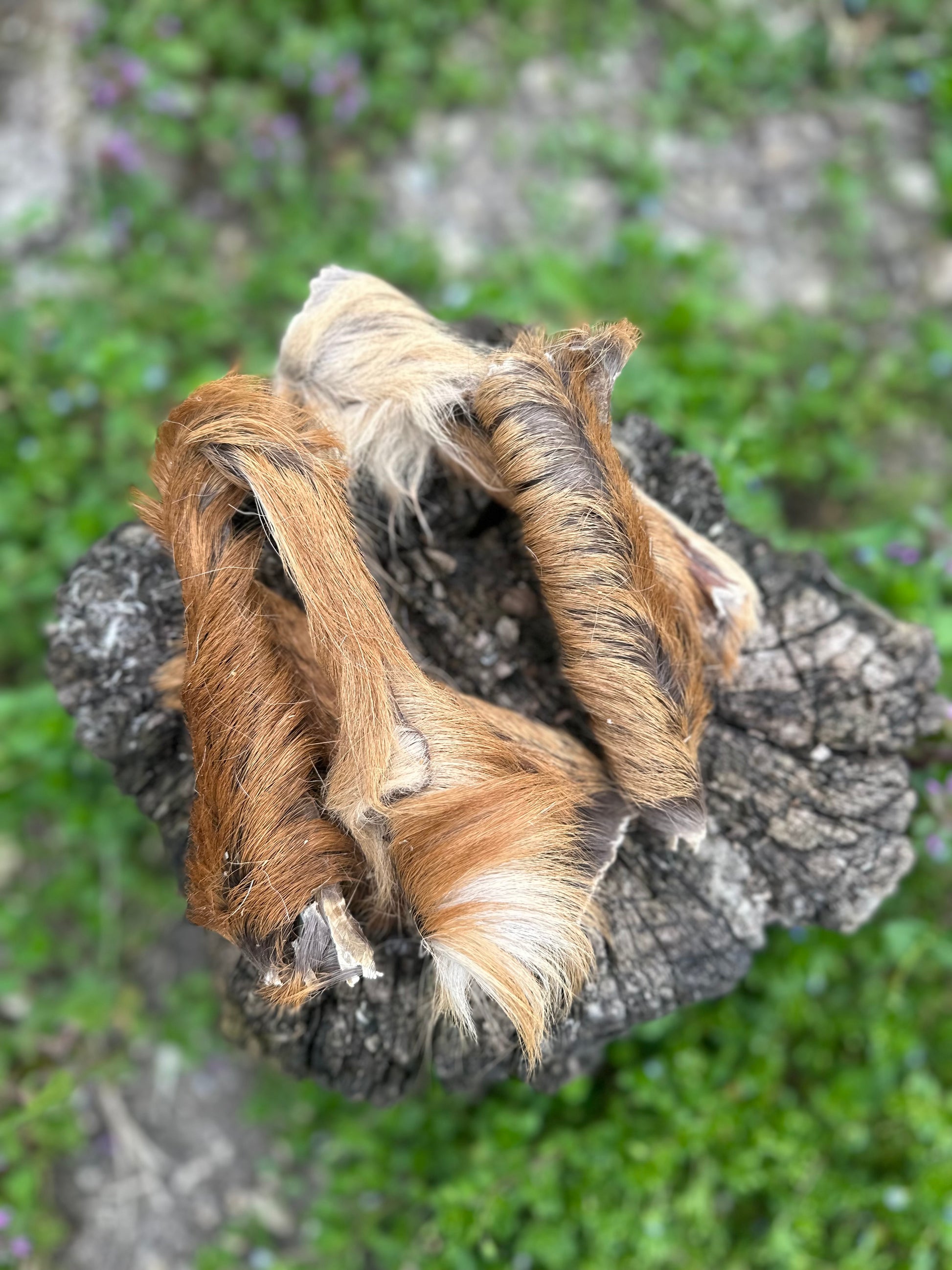 Peau de cerf avec poils