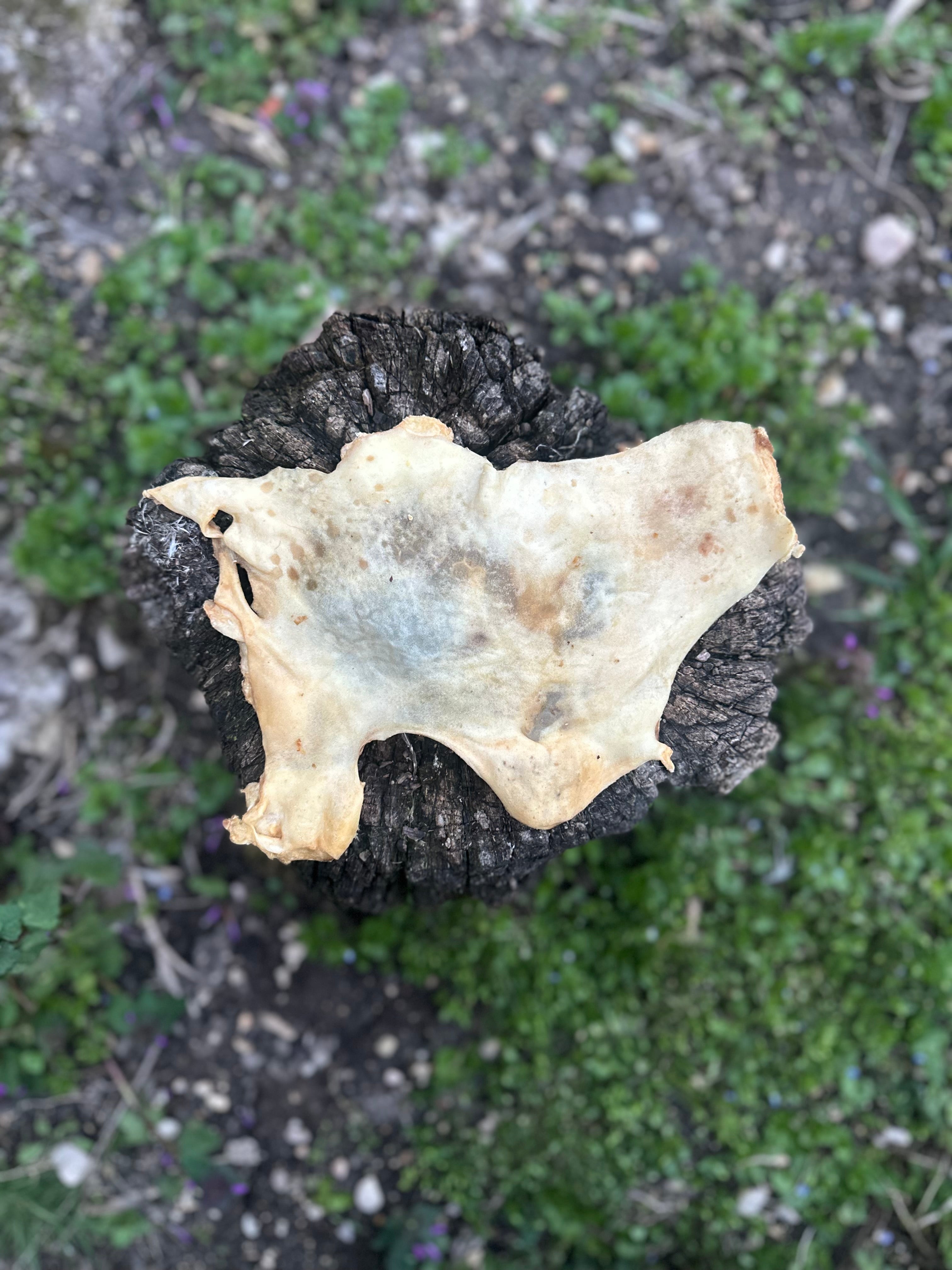 Plaque de peau d'agneau