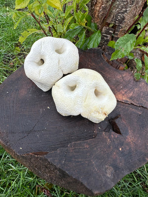 Groin de porc soufflé blanc