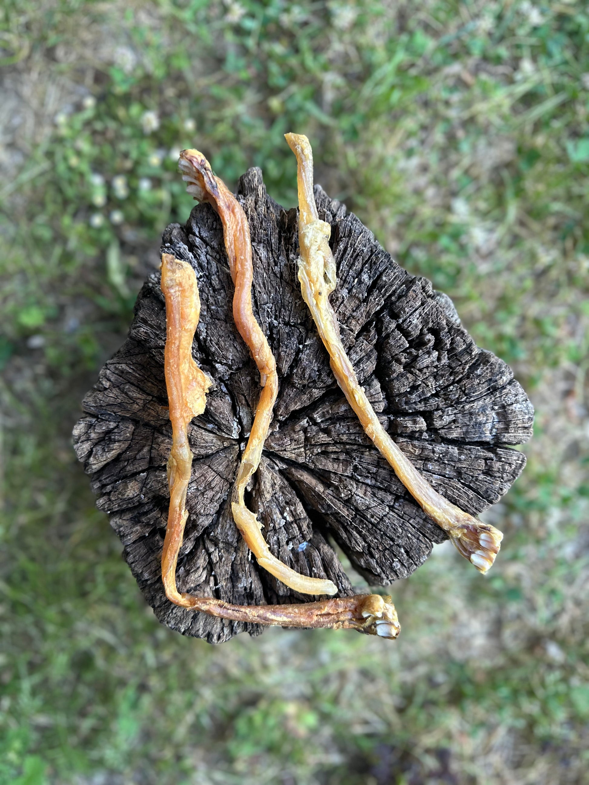 Tendon d'achille d'agneau