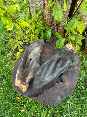 Oreille de bœuf avec poils