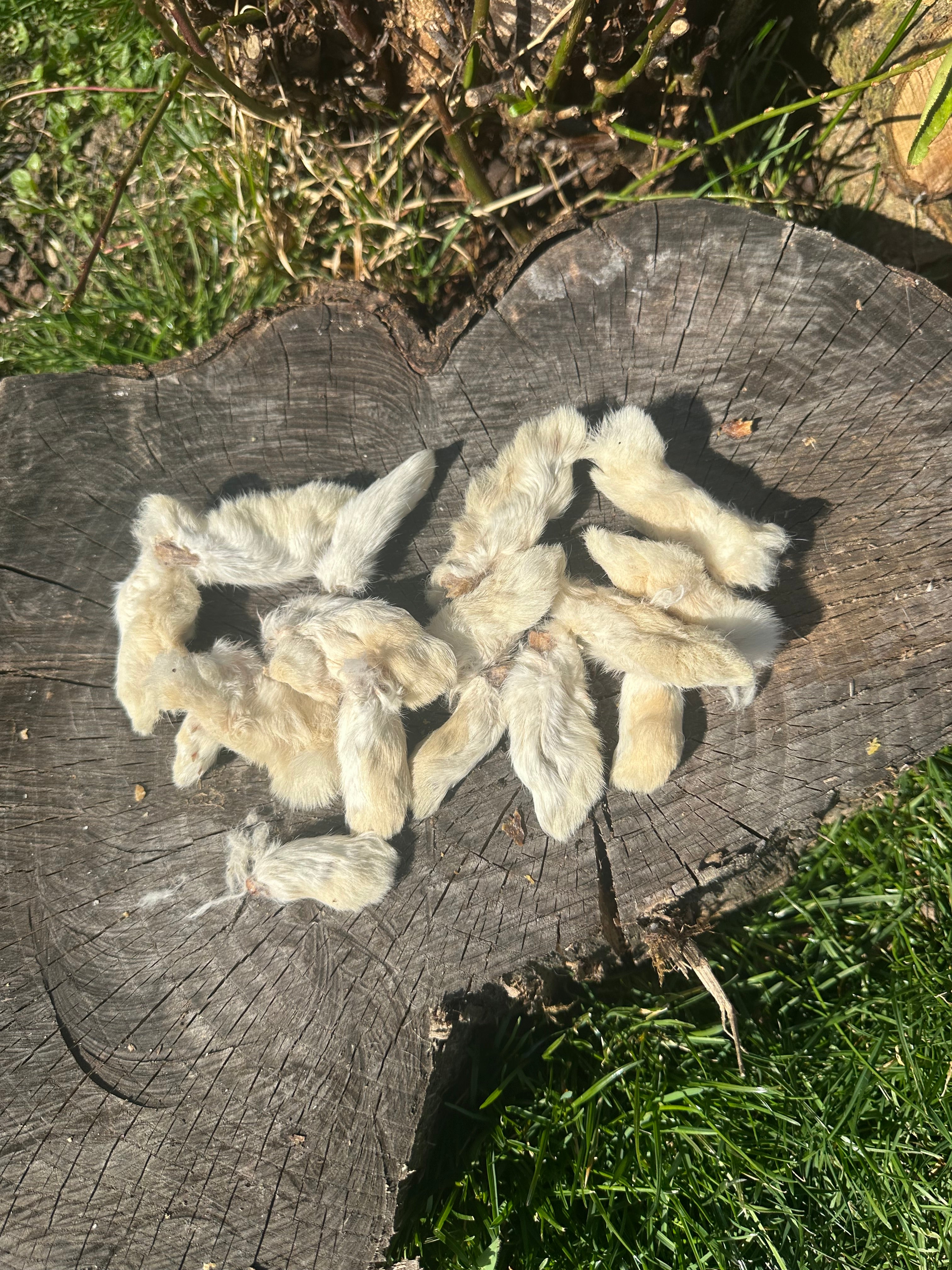 Patte de lapin avec poils - 100g