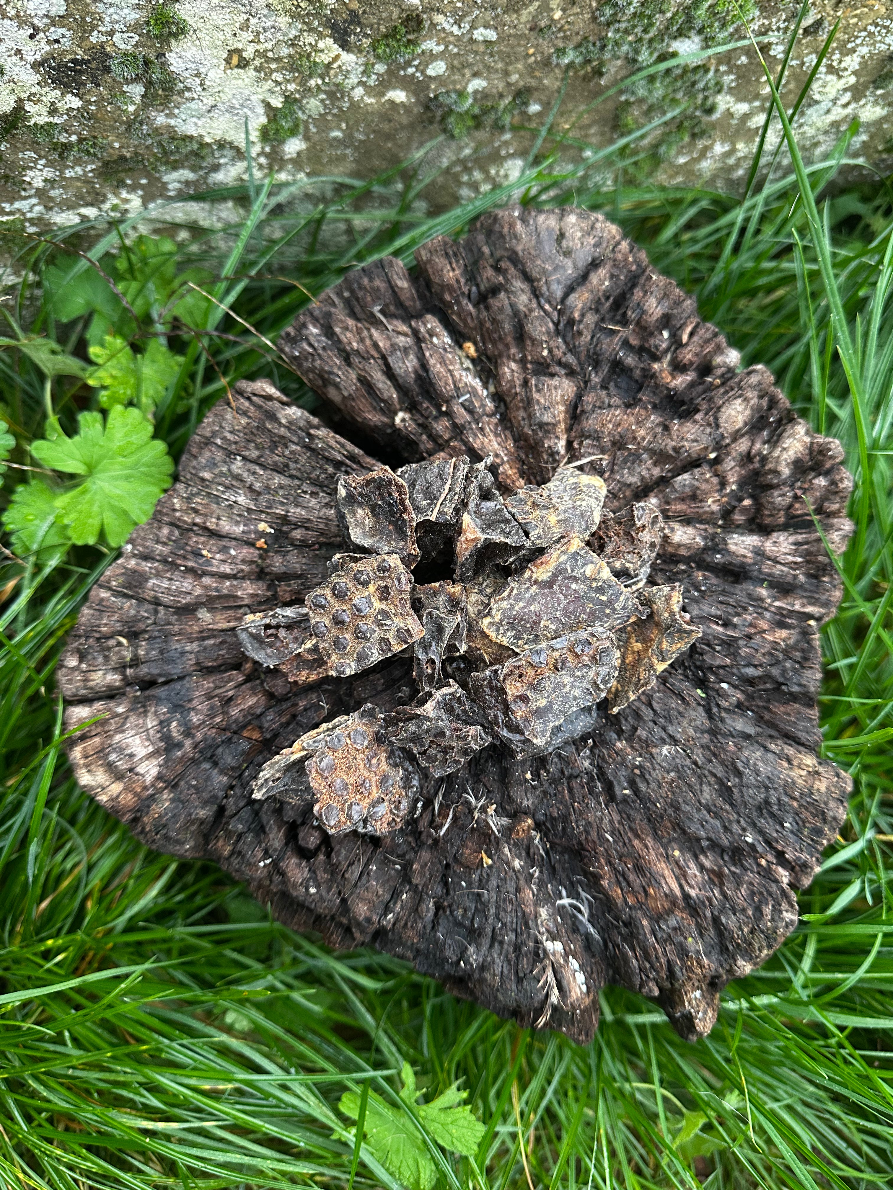 Foie d'agneau - 100g