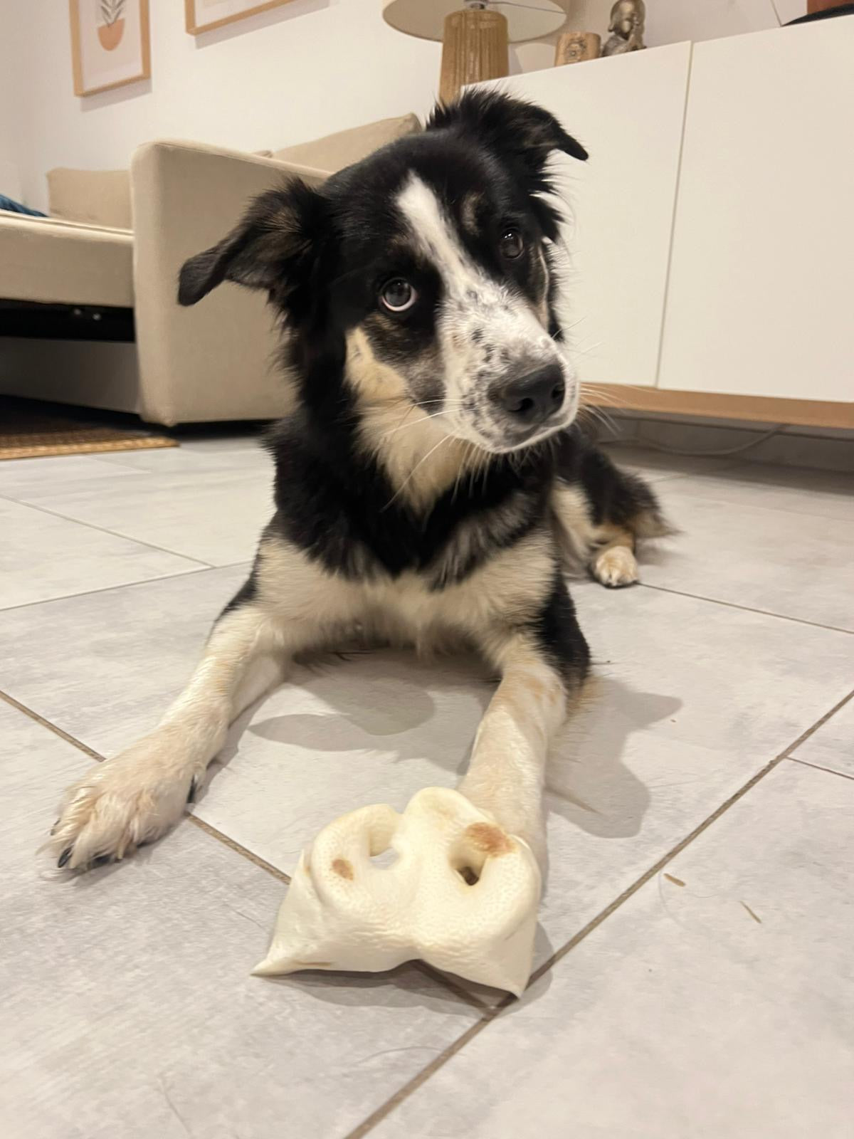 Groin de porc soufflé blanc