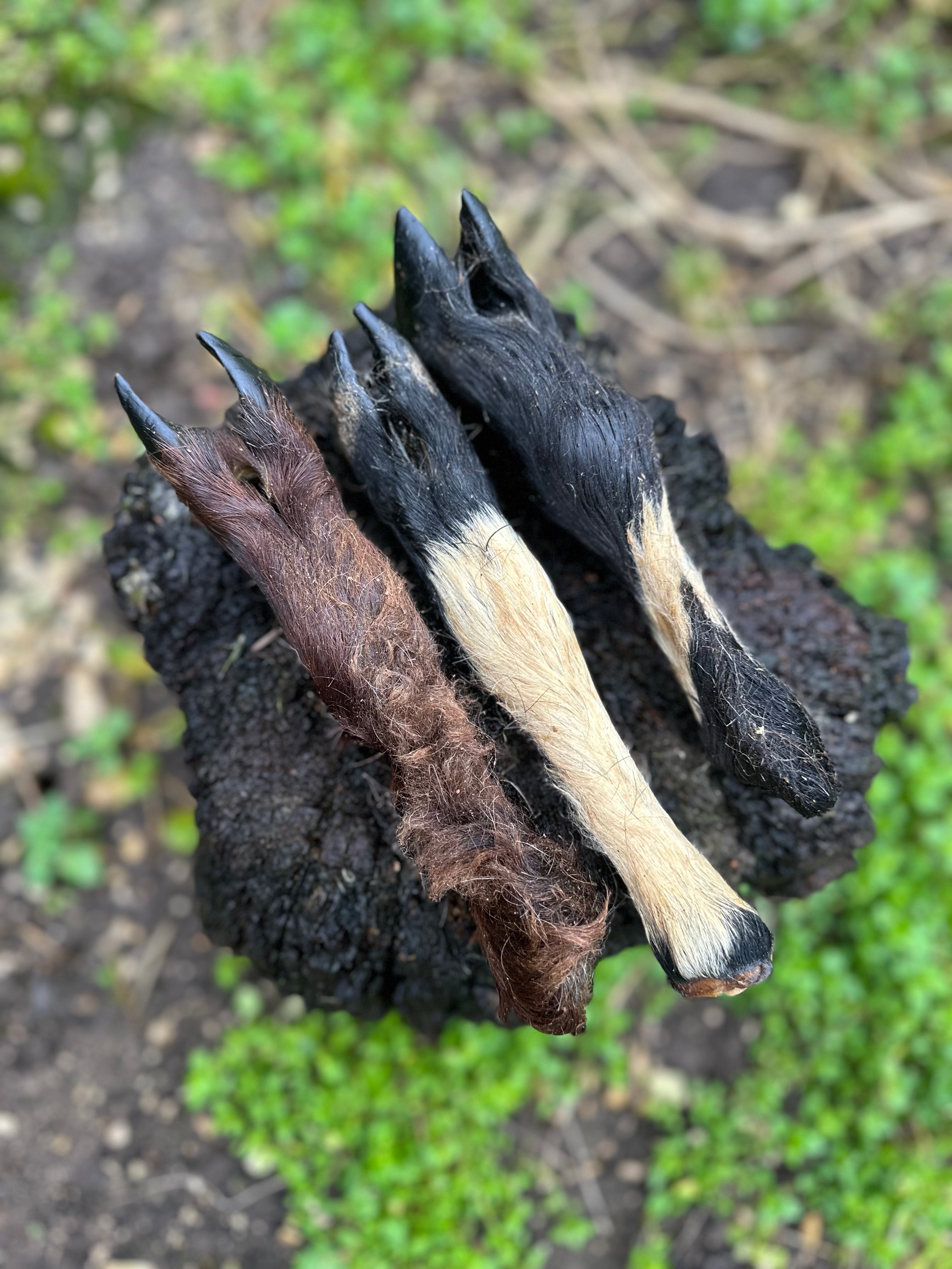 Pied de chèvre avec poils