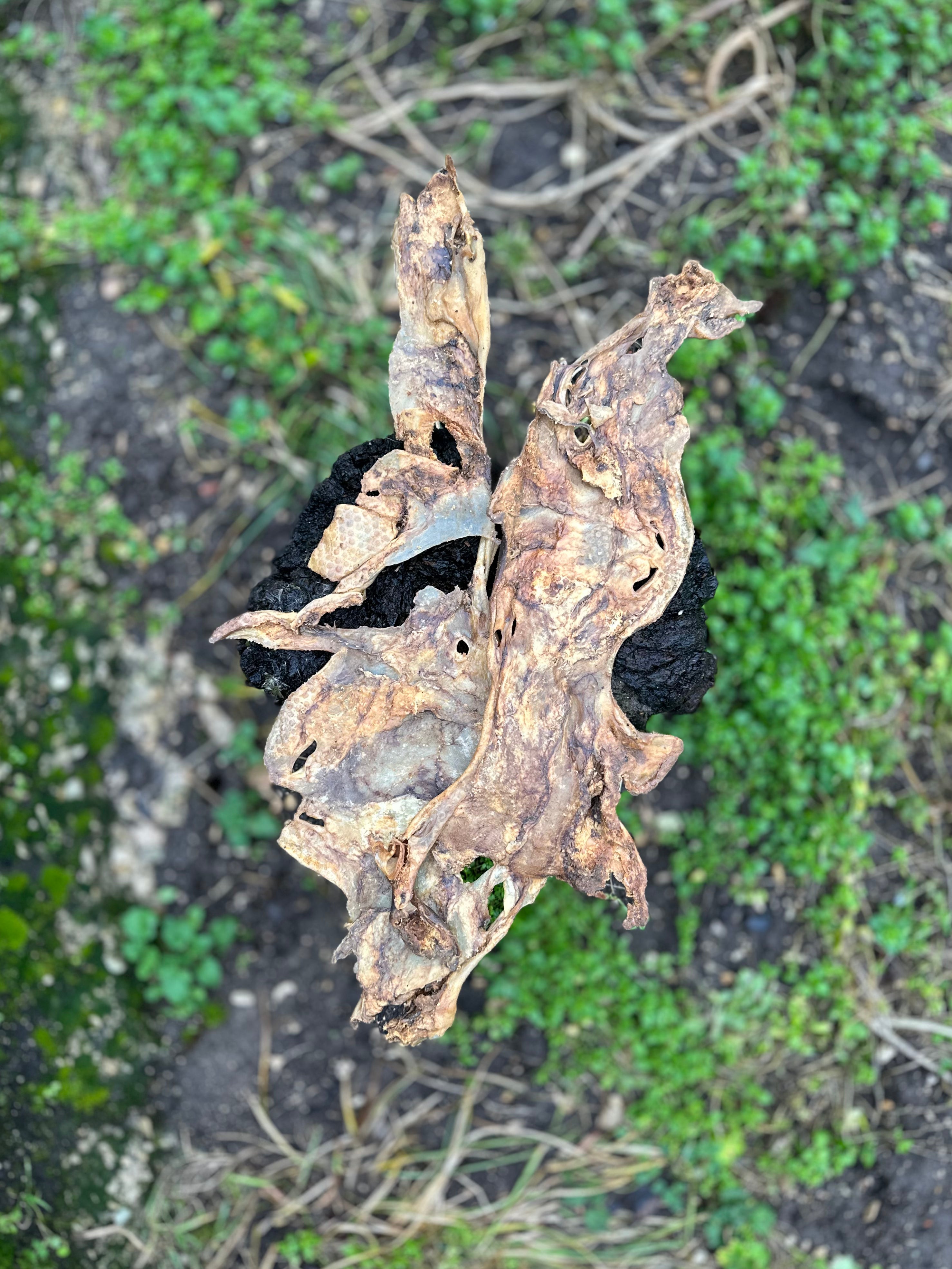 Plaque de peau de tête de chèvre