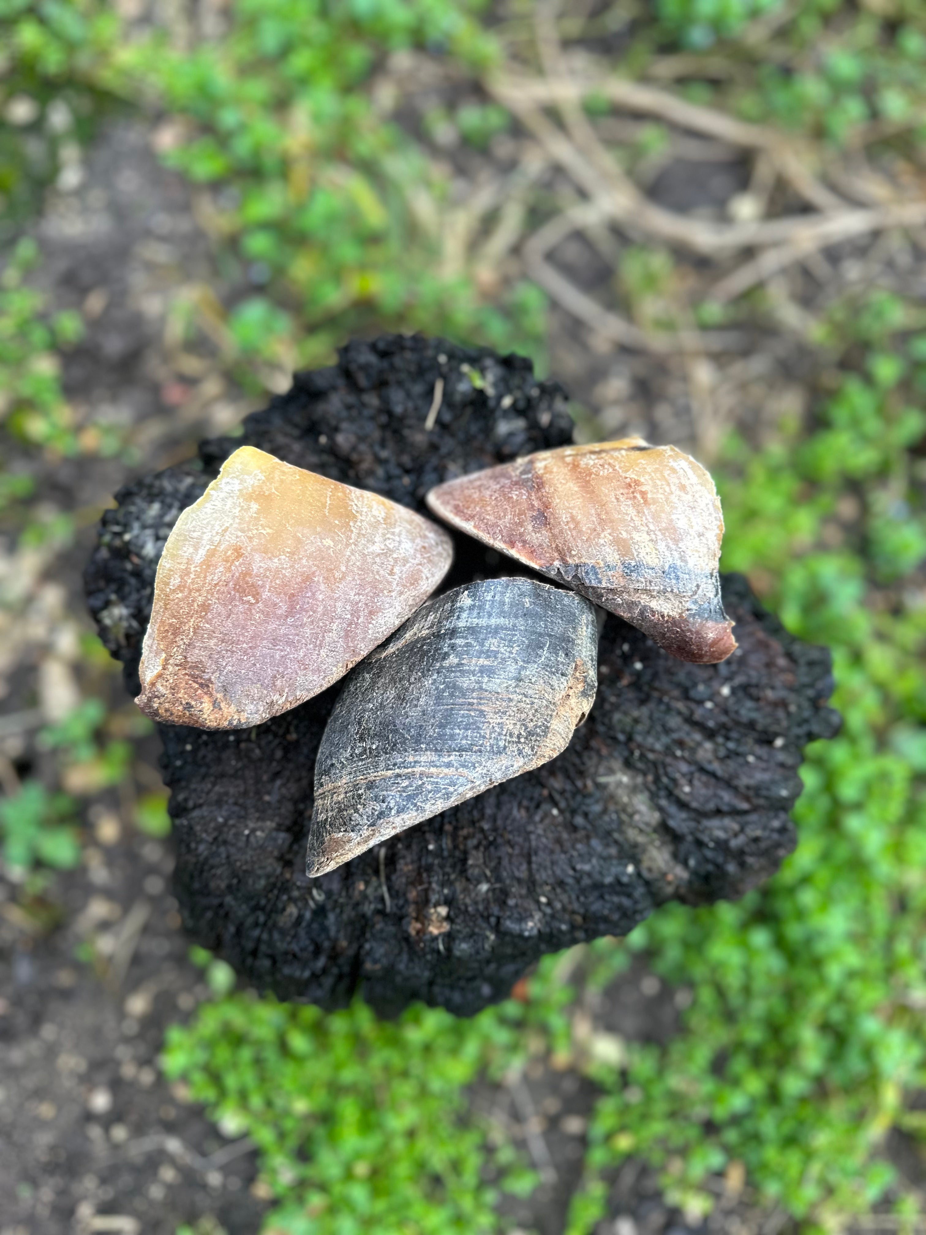 Sabot de boeuf