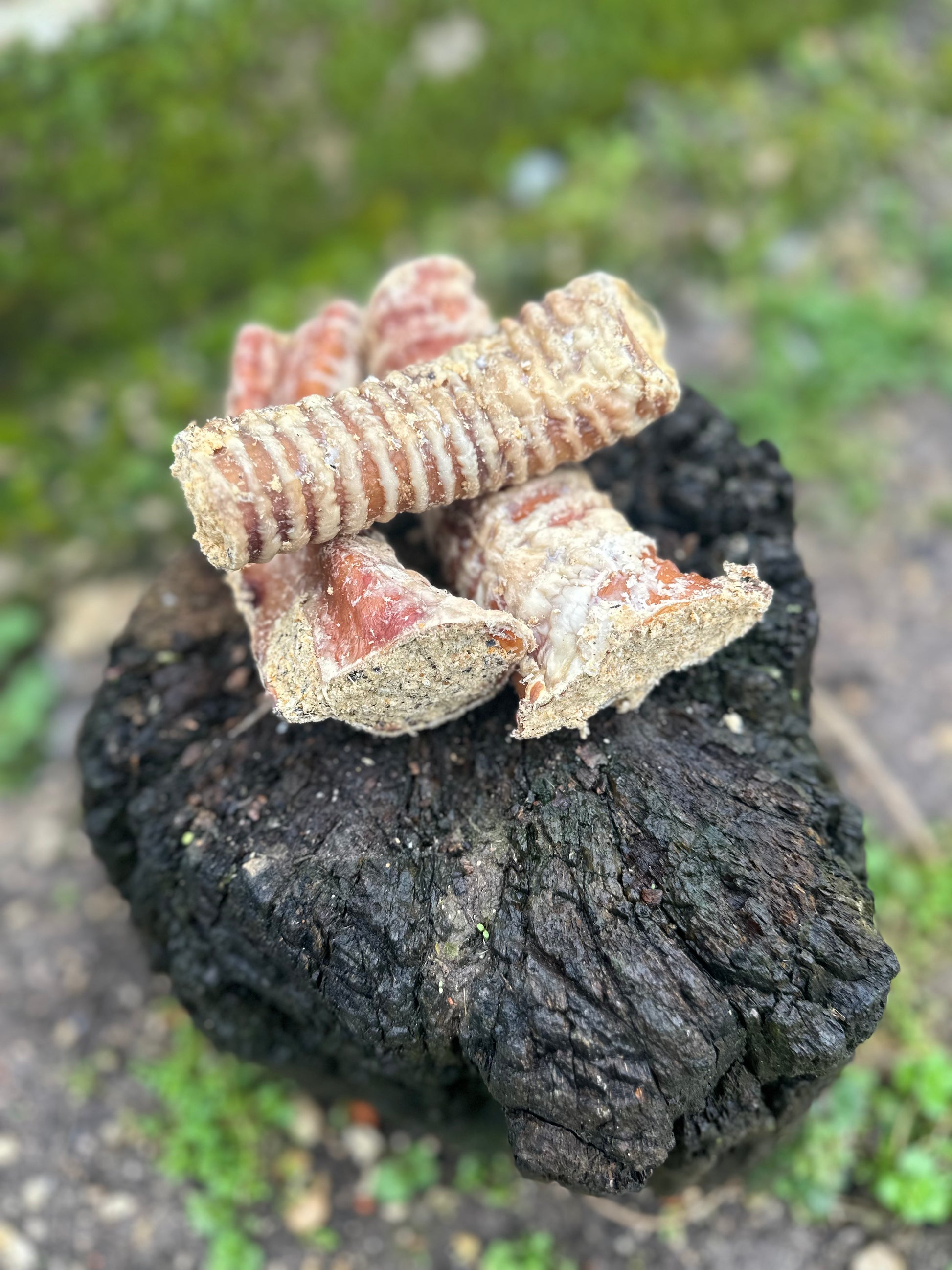 Trachée de boeuf farcie 15CM