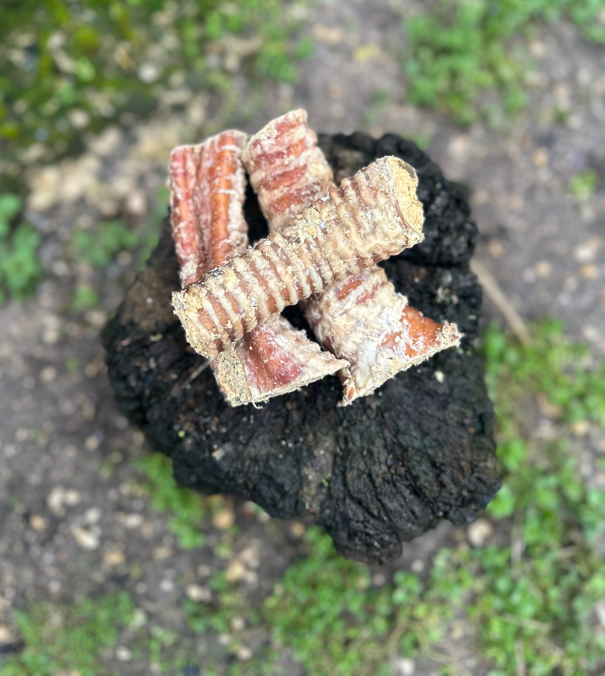 Trachée de boeuf farcie 15CM