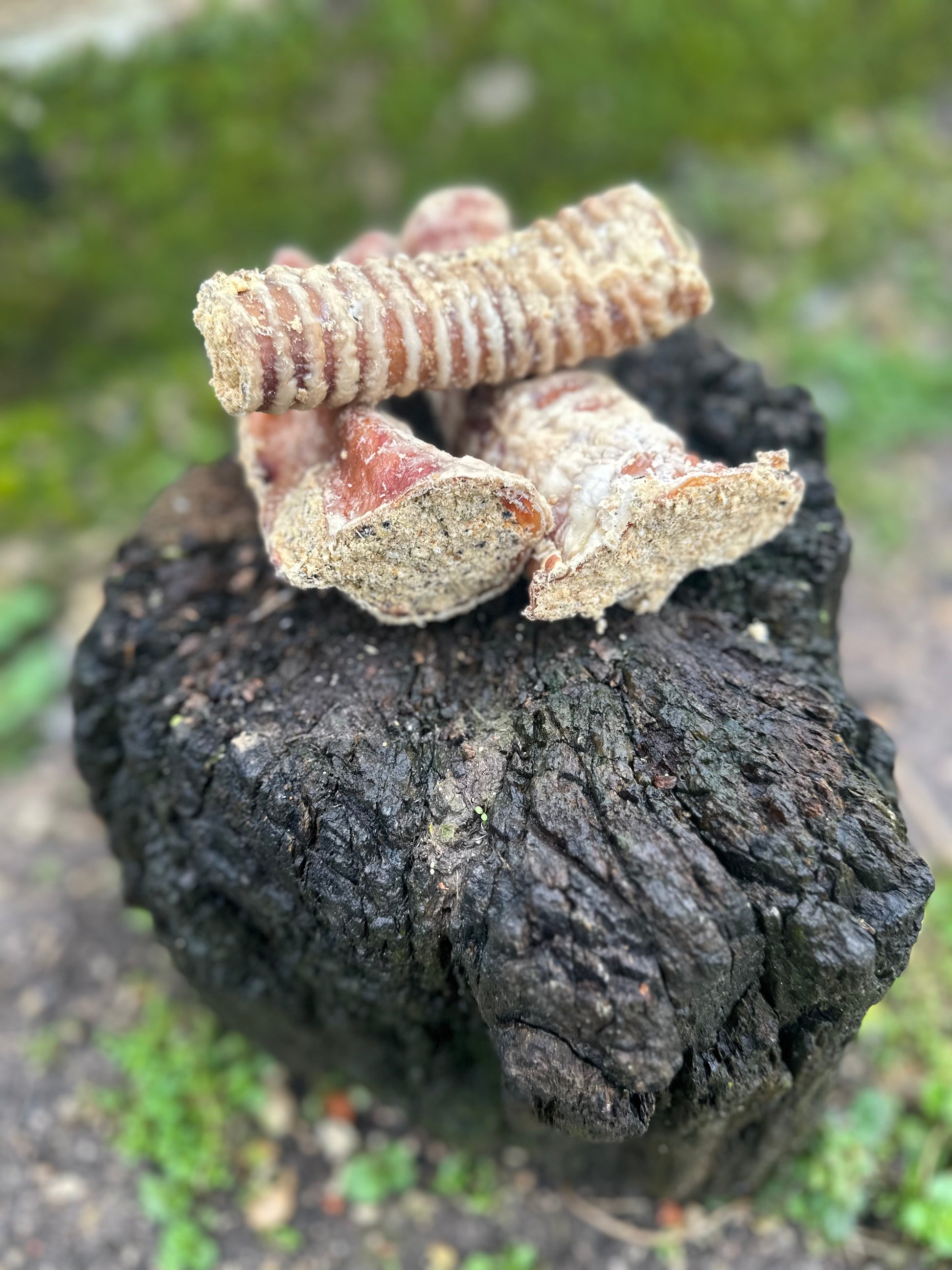 Trachée de boeuf farcie 15CM