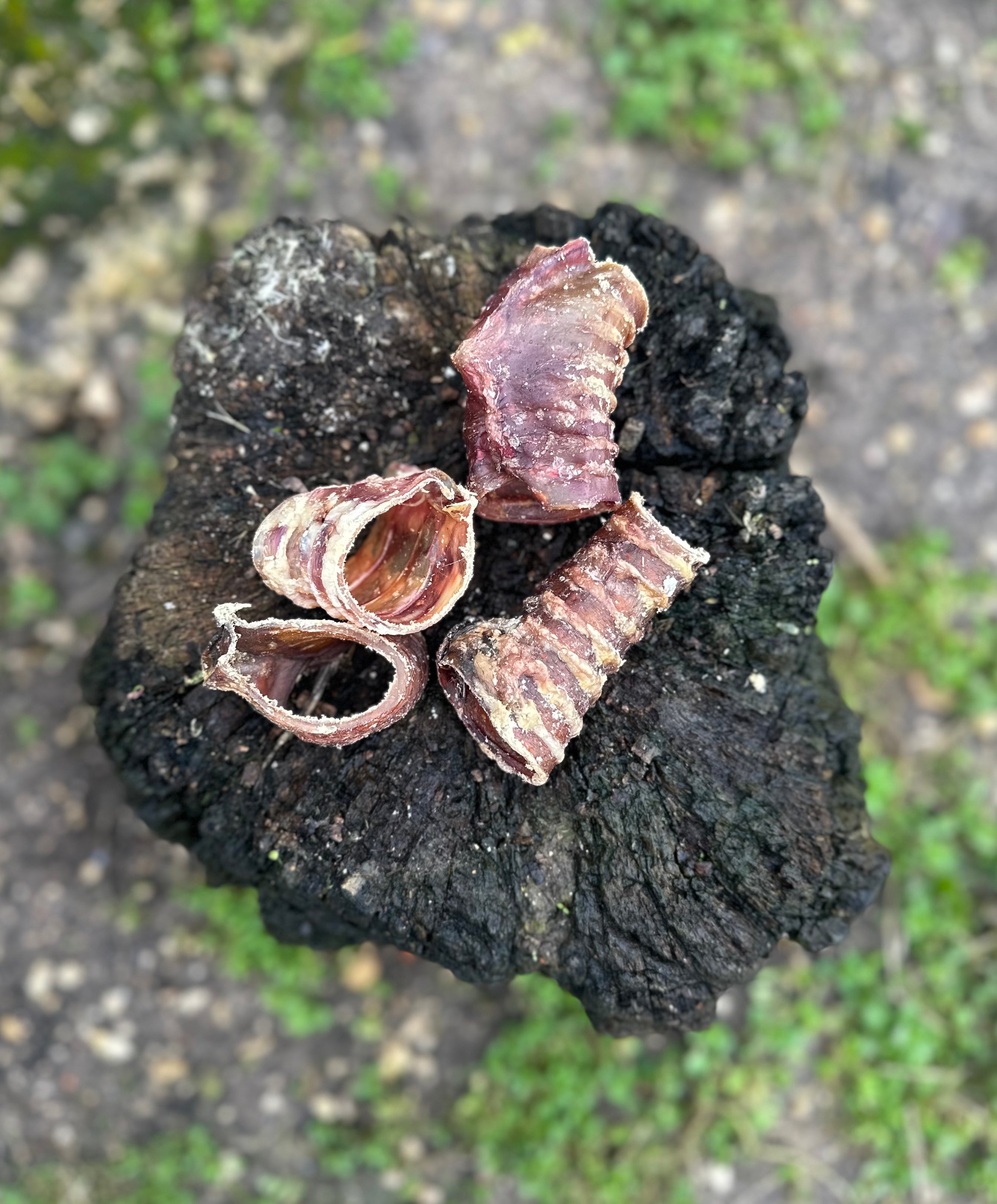 Anneau de trachée de boeuf