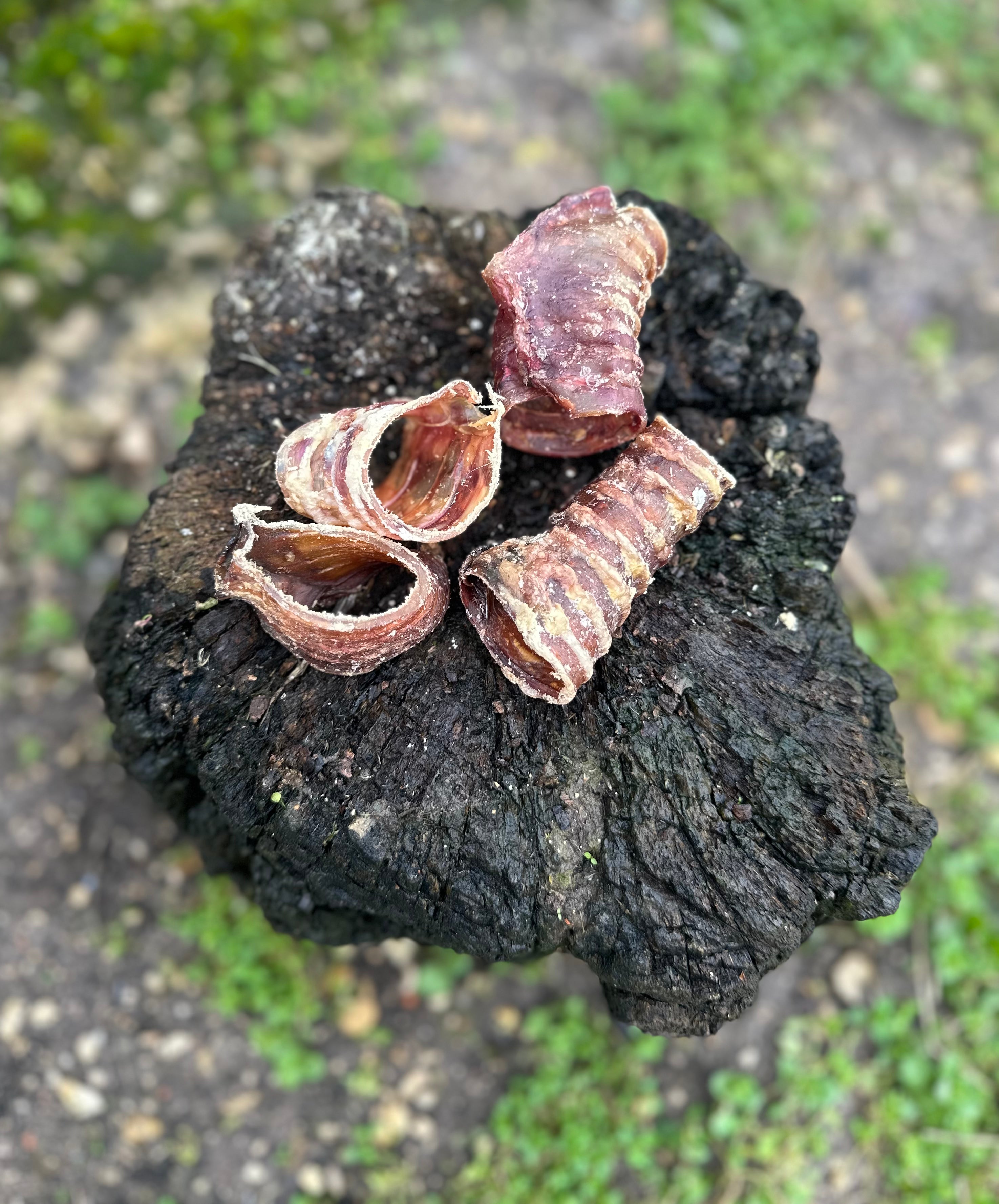 Anneau de trachée de boeuf