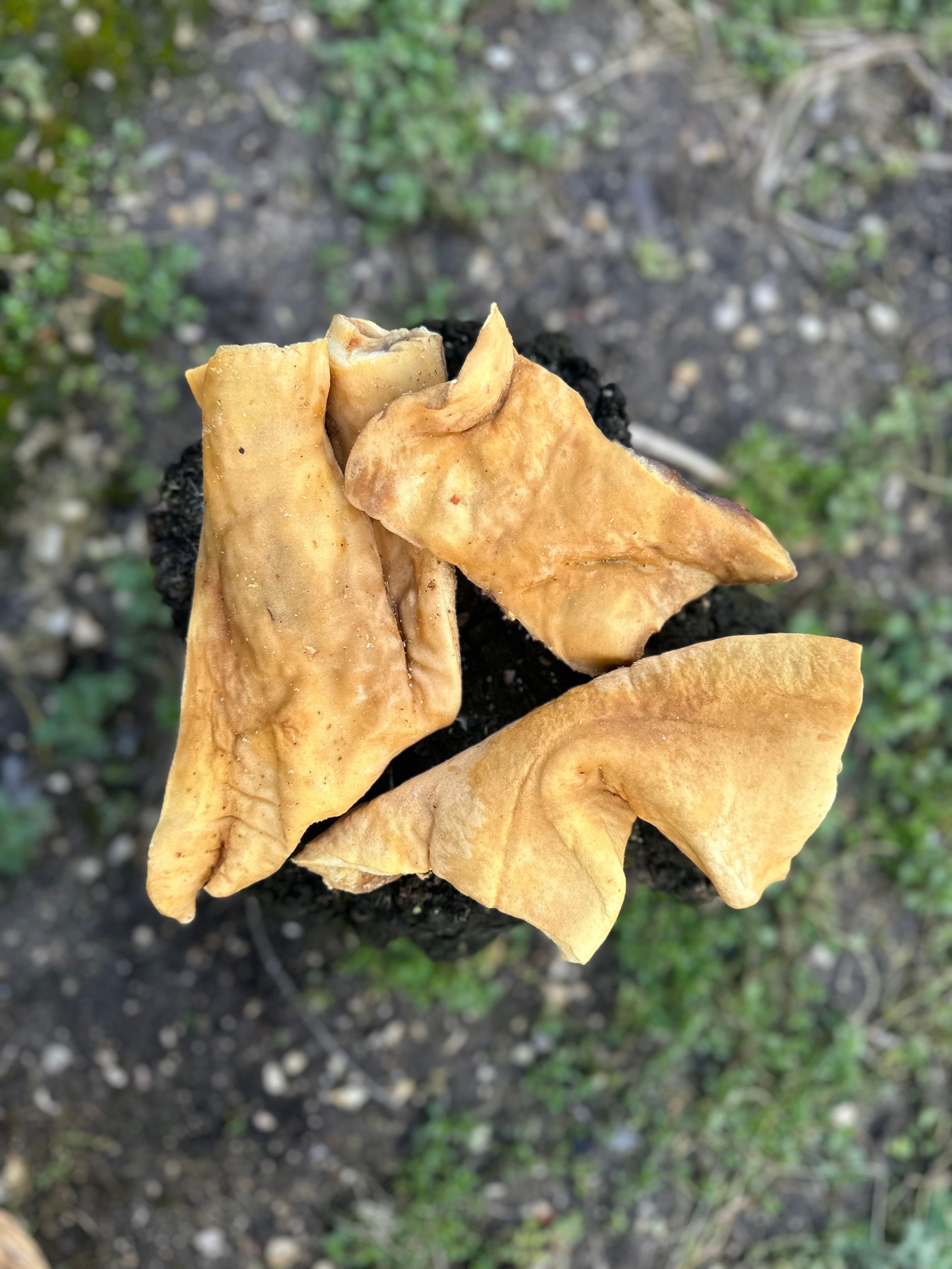 Plaque de peau de boeuf - S