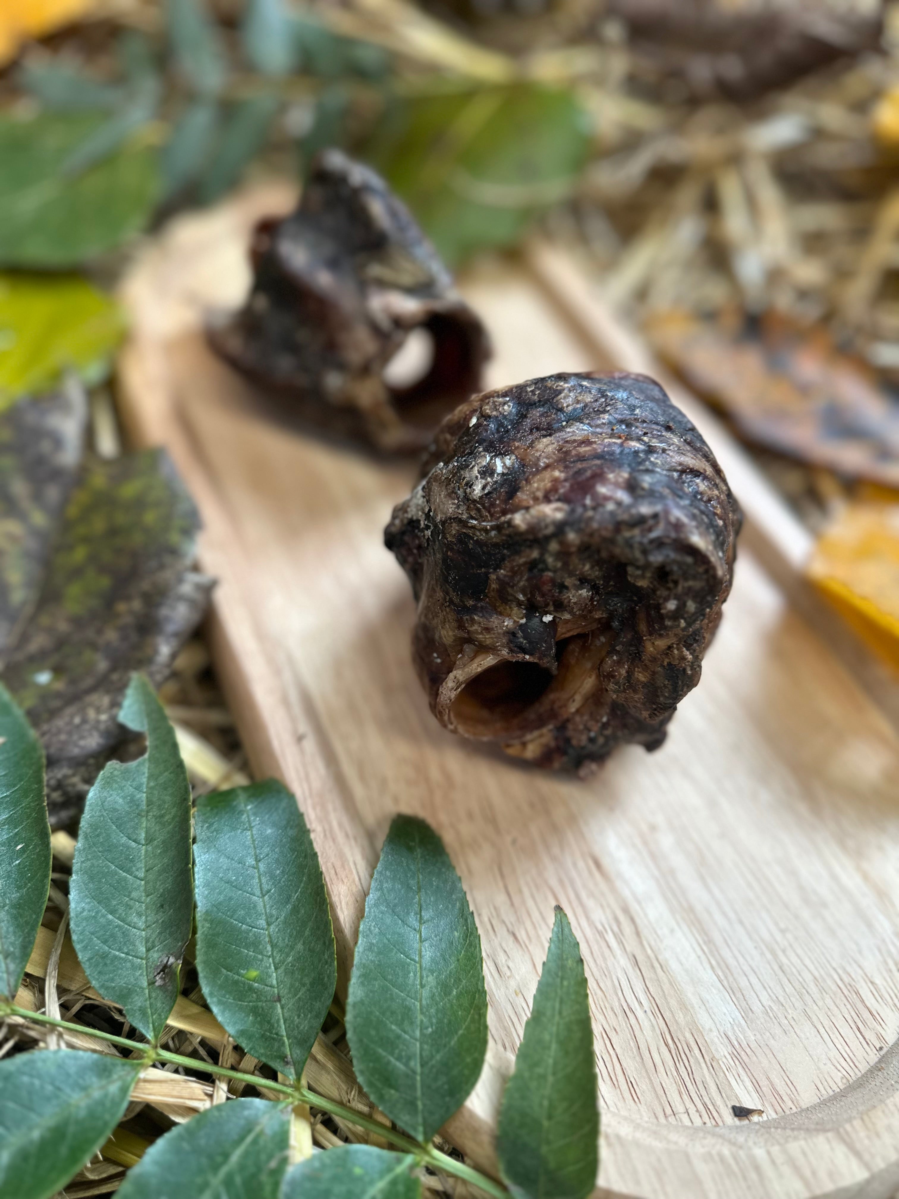 Larynx de bœuf