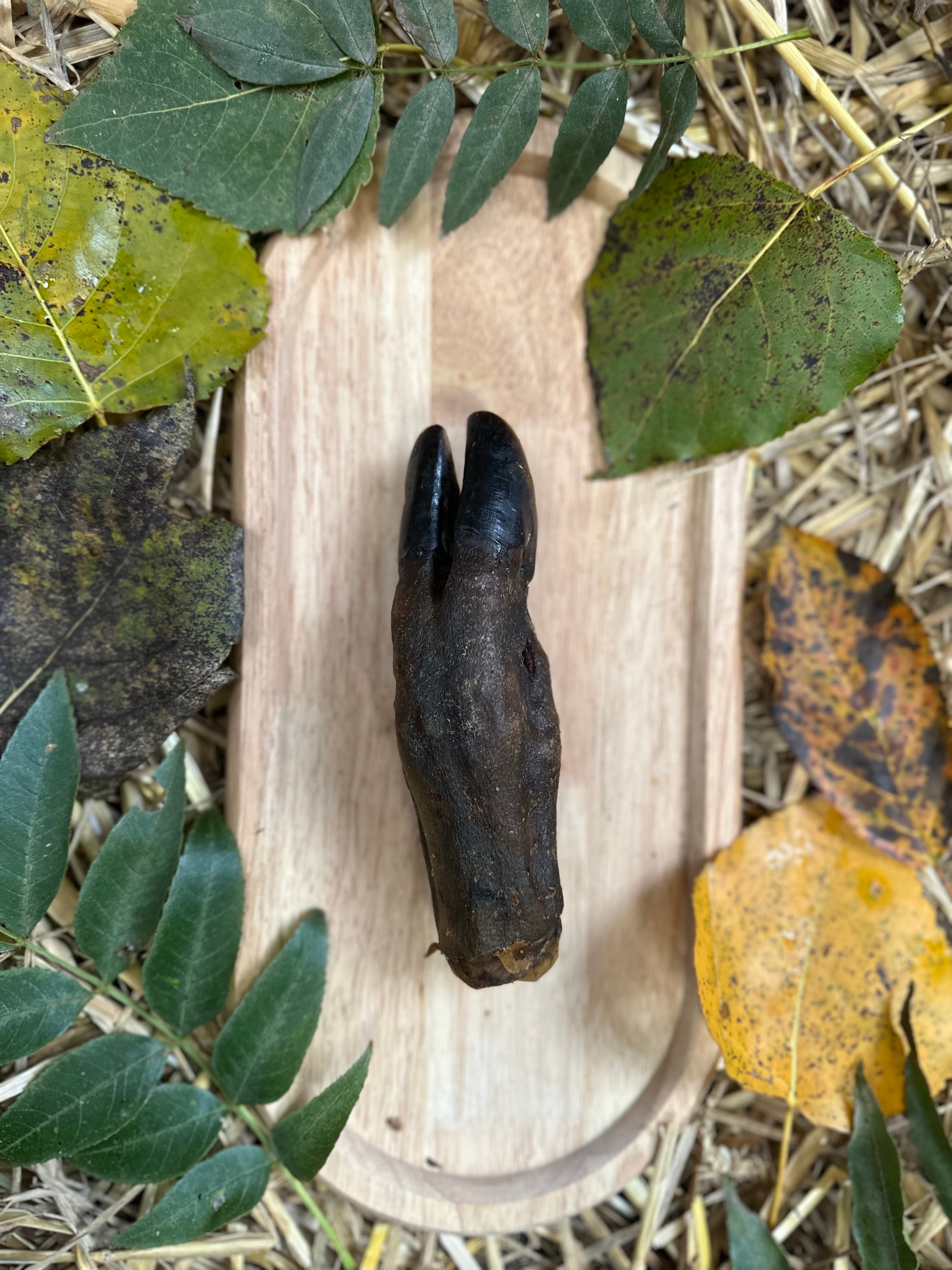 Pied de sanglier