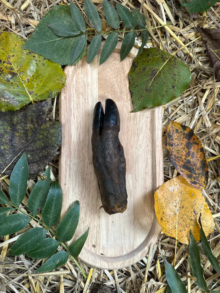 Pied de sanglier