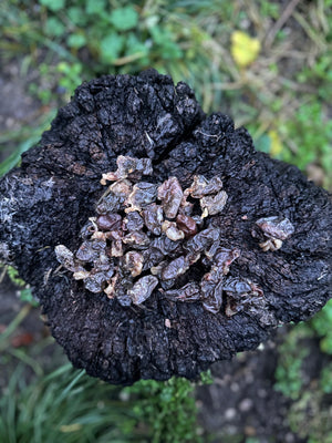 Coeur de poulet - 100g