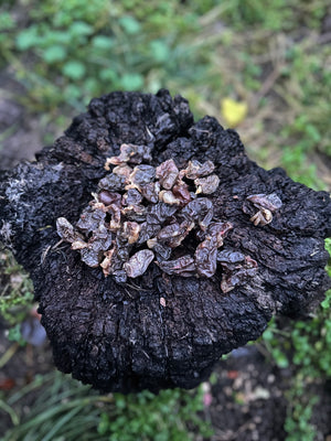 Coeur de poulet - 100g