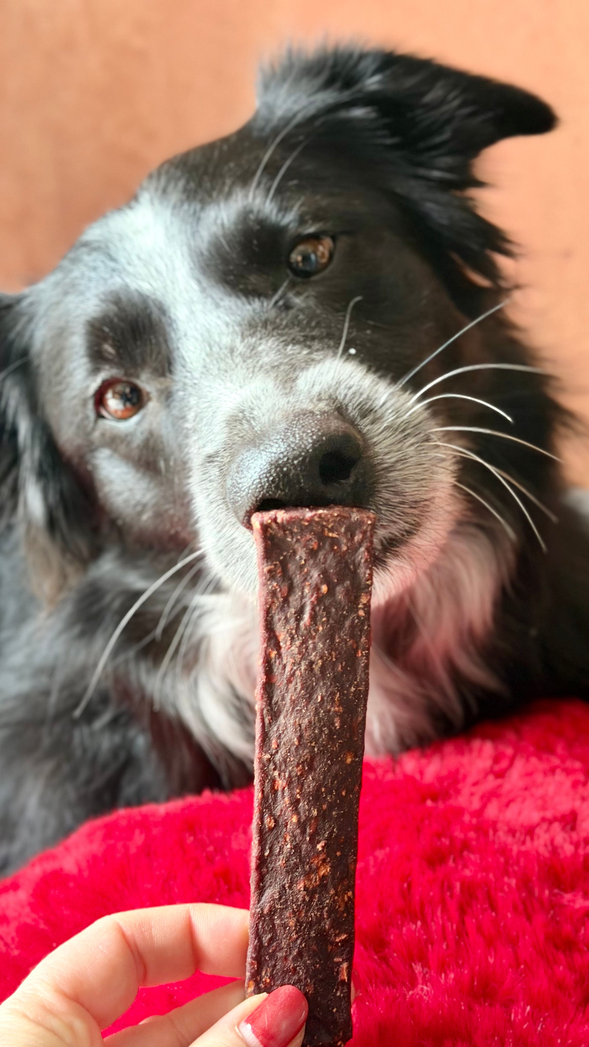 Jerky de chameau