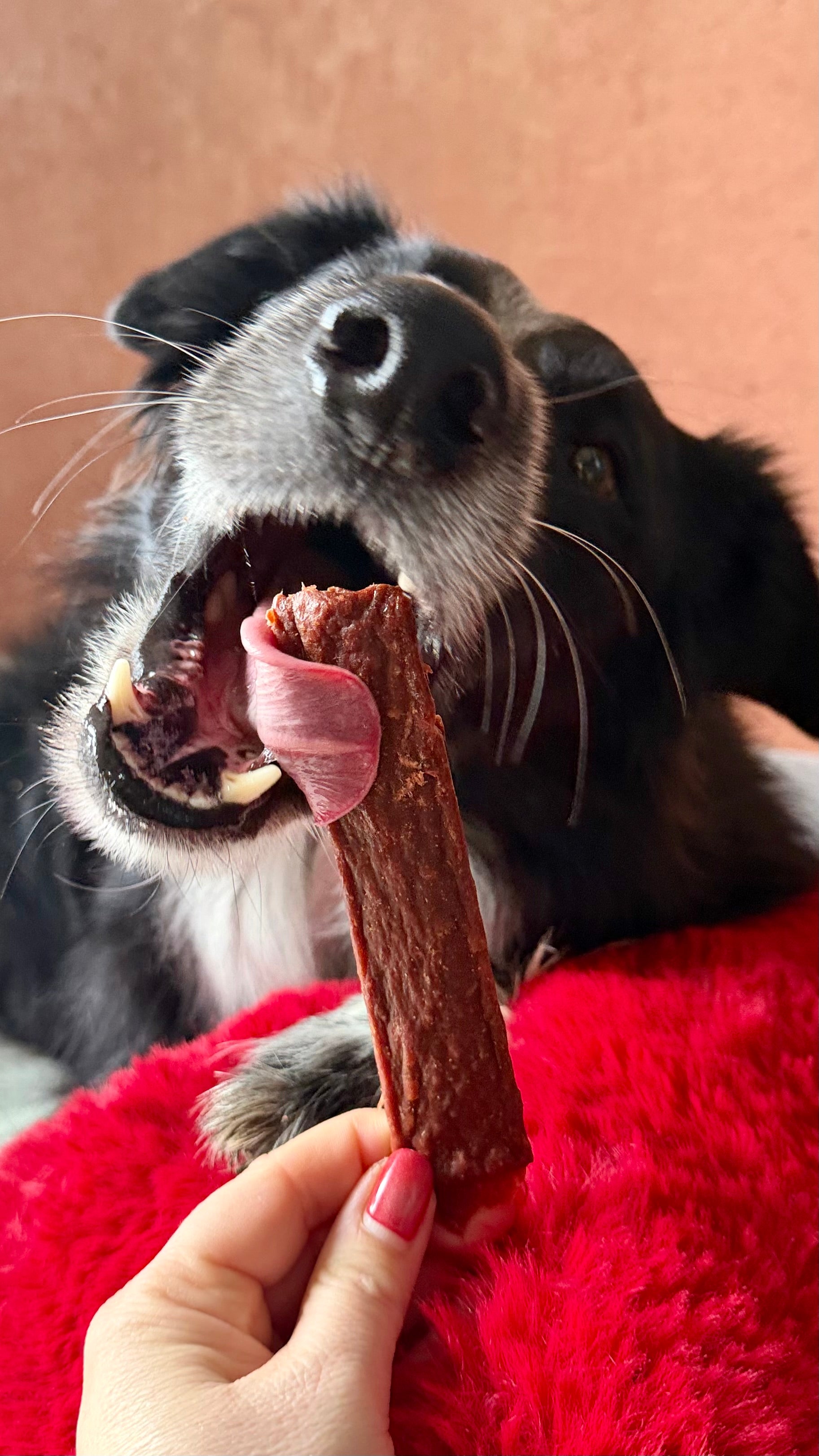 Jerky de chameau