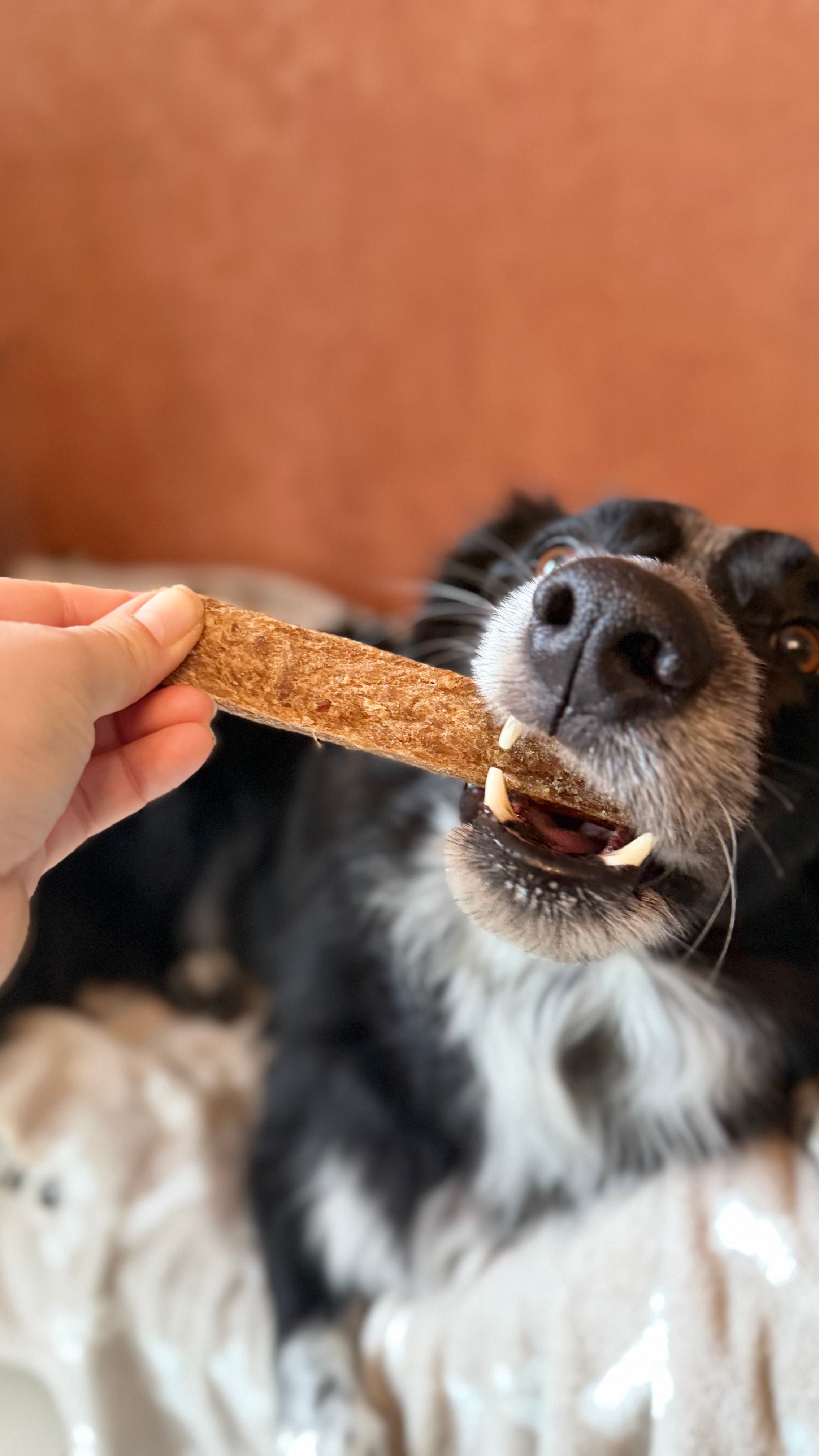 Jerky de dinde