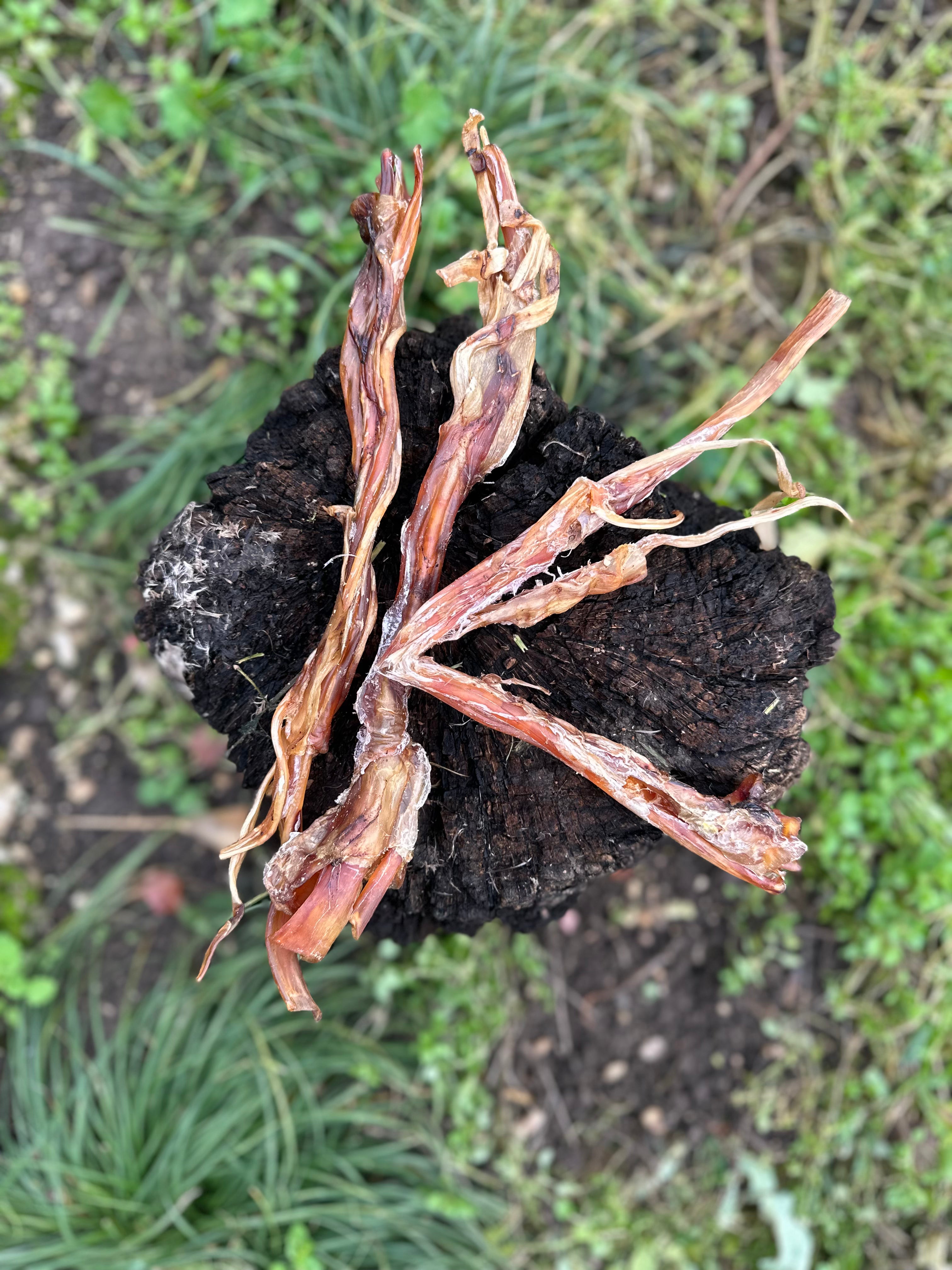 Long tendon d'autruche