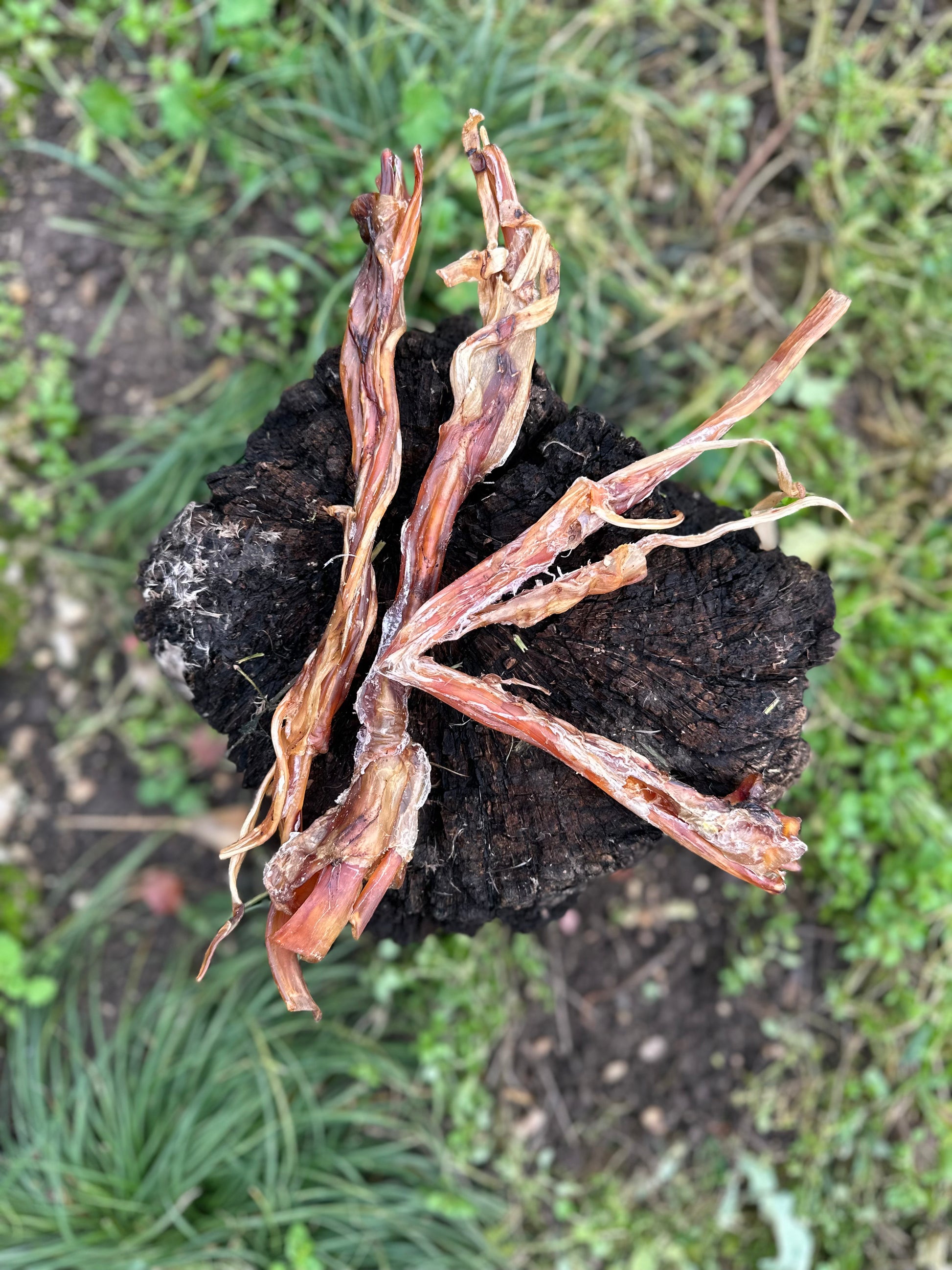 Long tendon d'autruche