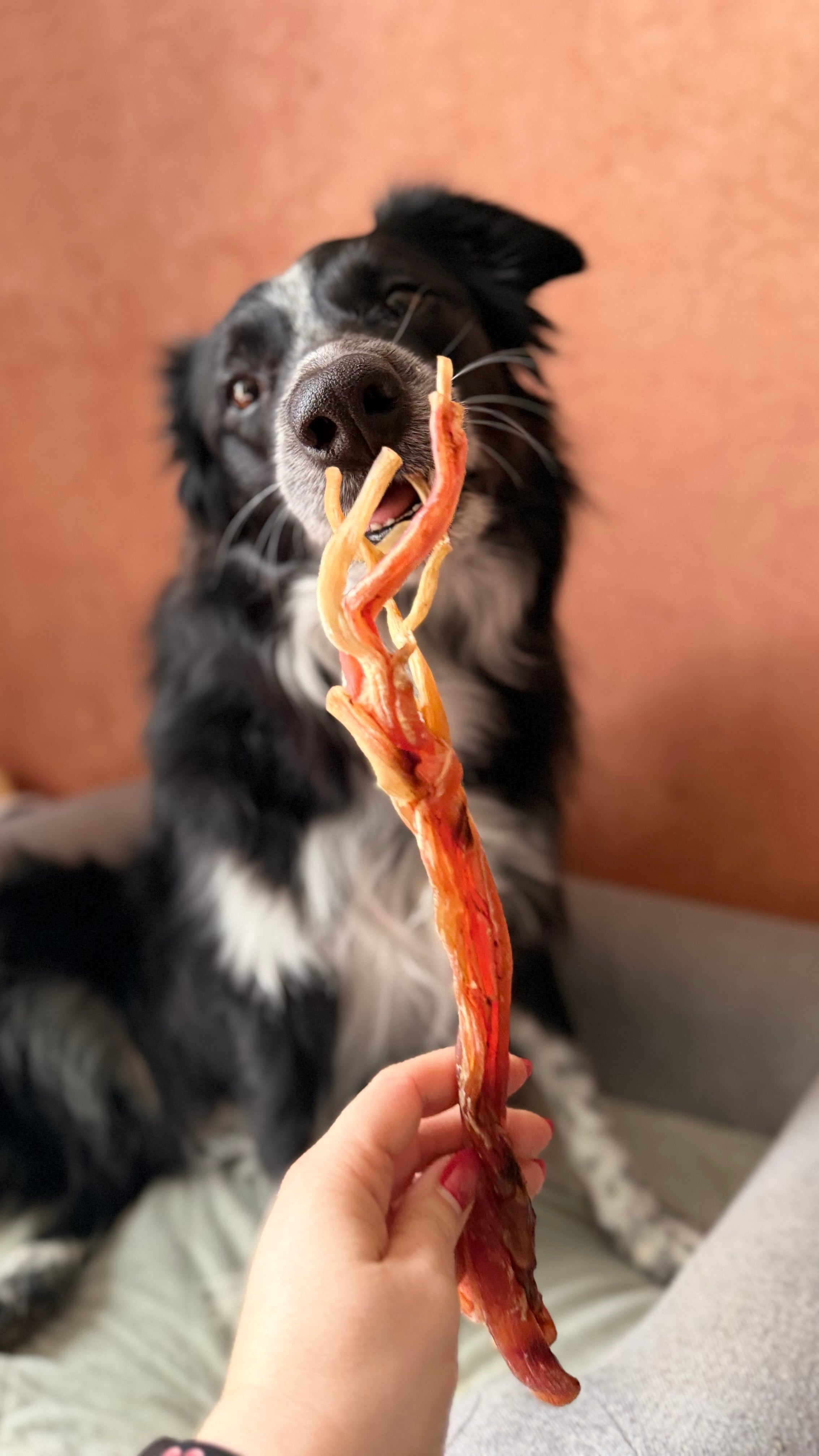 Long tendon d'autruche