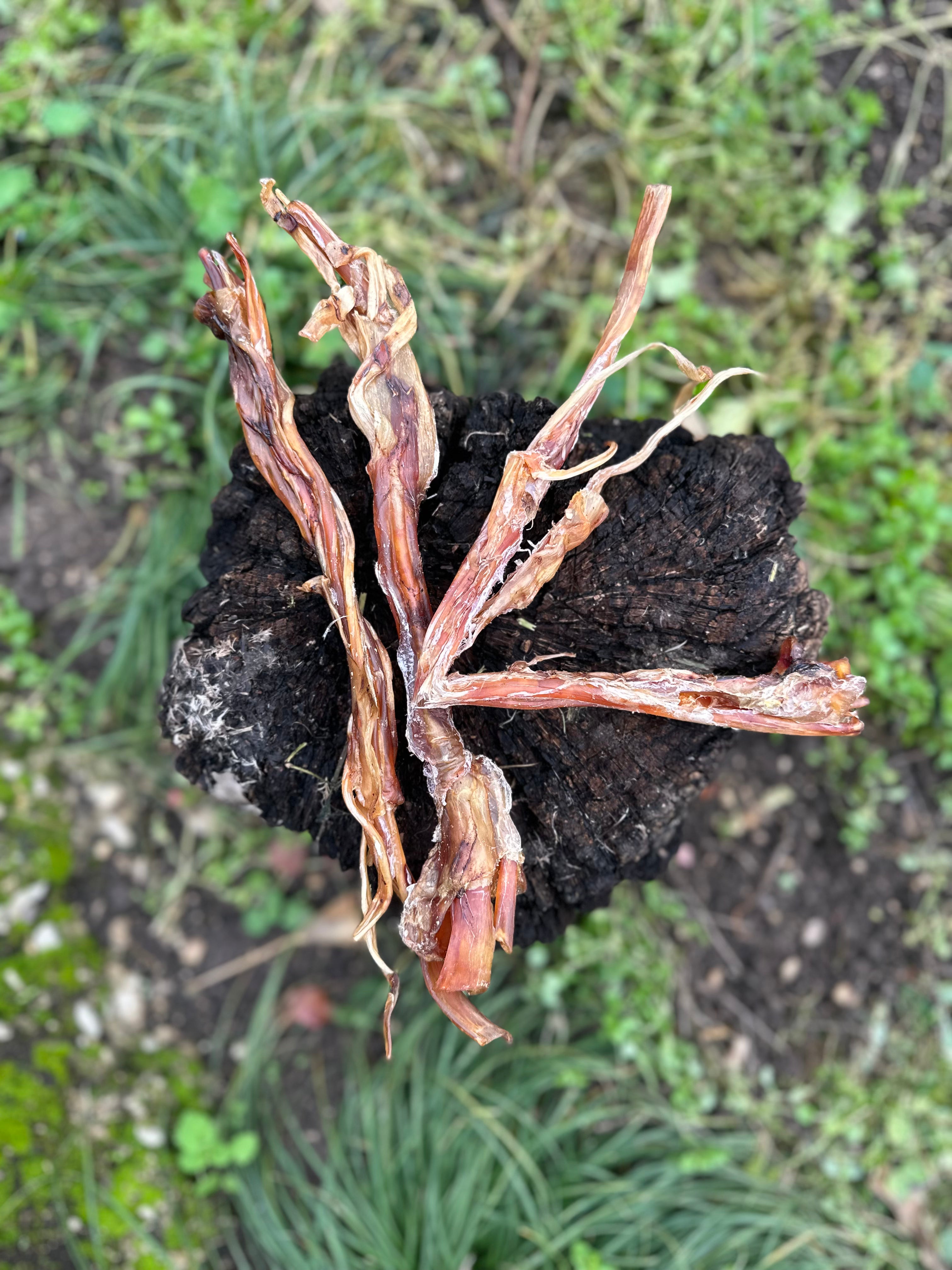 Long tendon d'autruche
