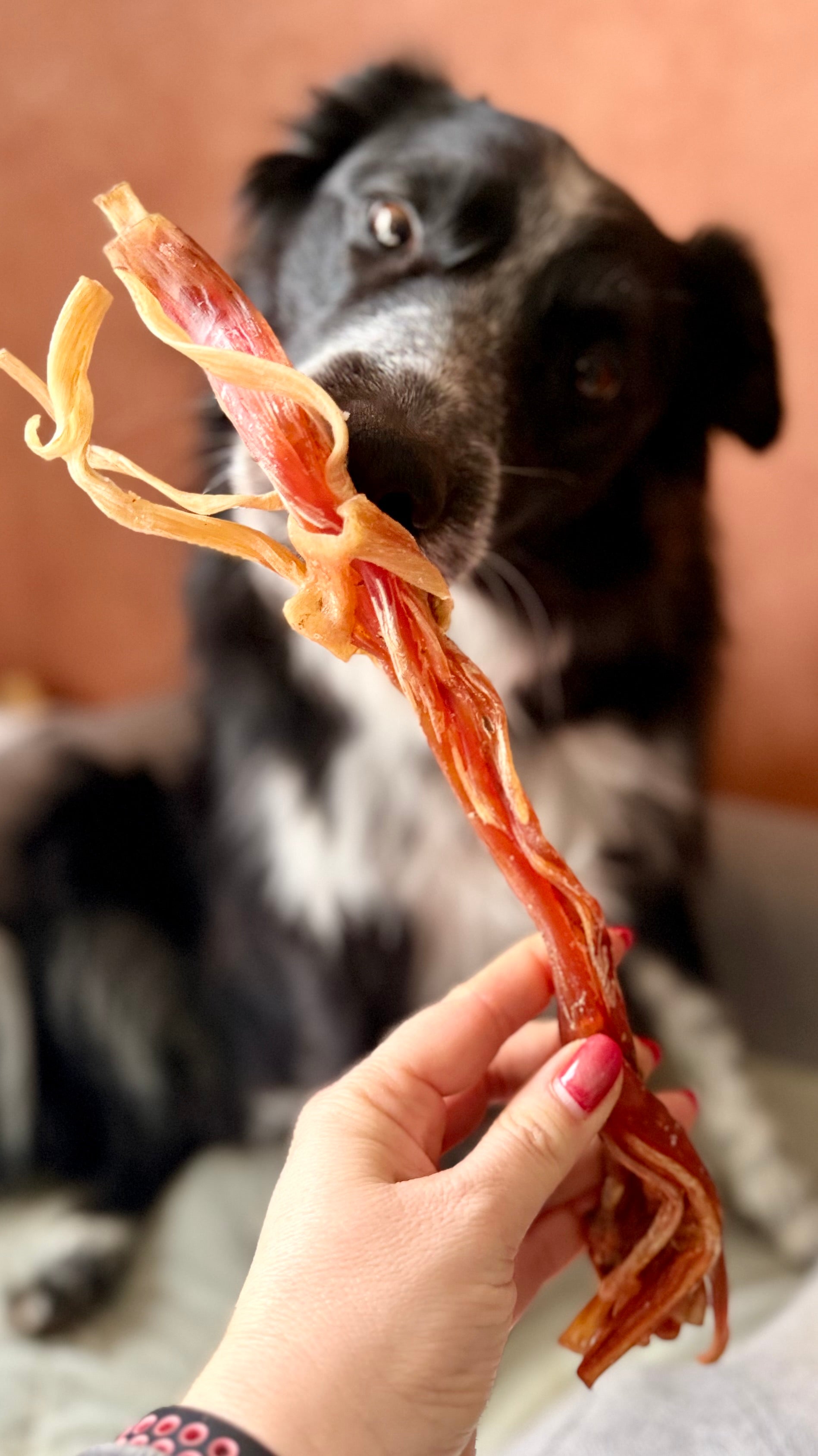 Long tendon d'autruche
