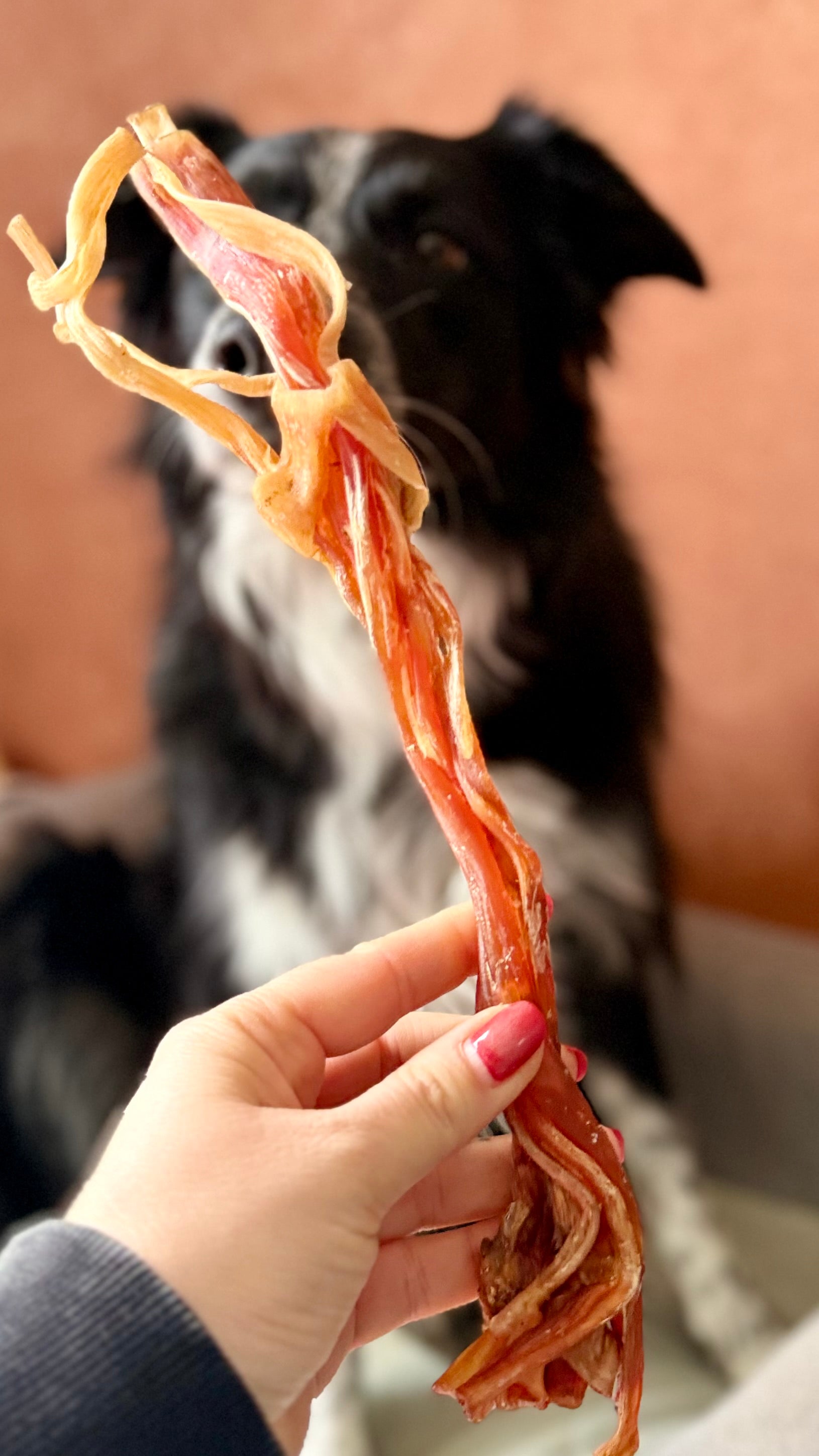Long tendon d'autruche