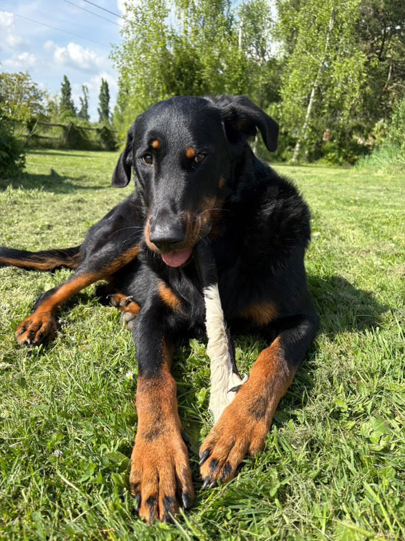 Longue bande de peau de vache