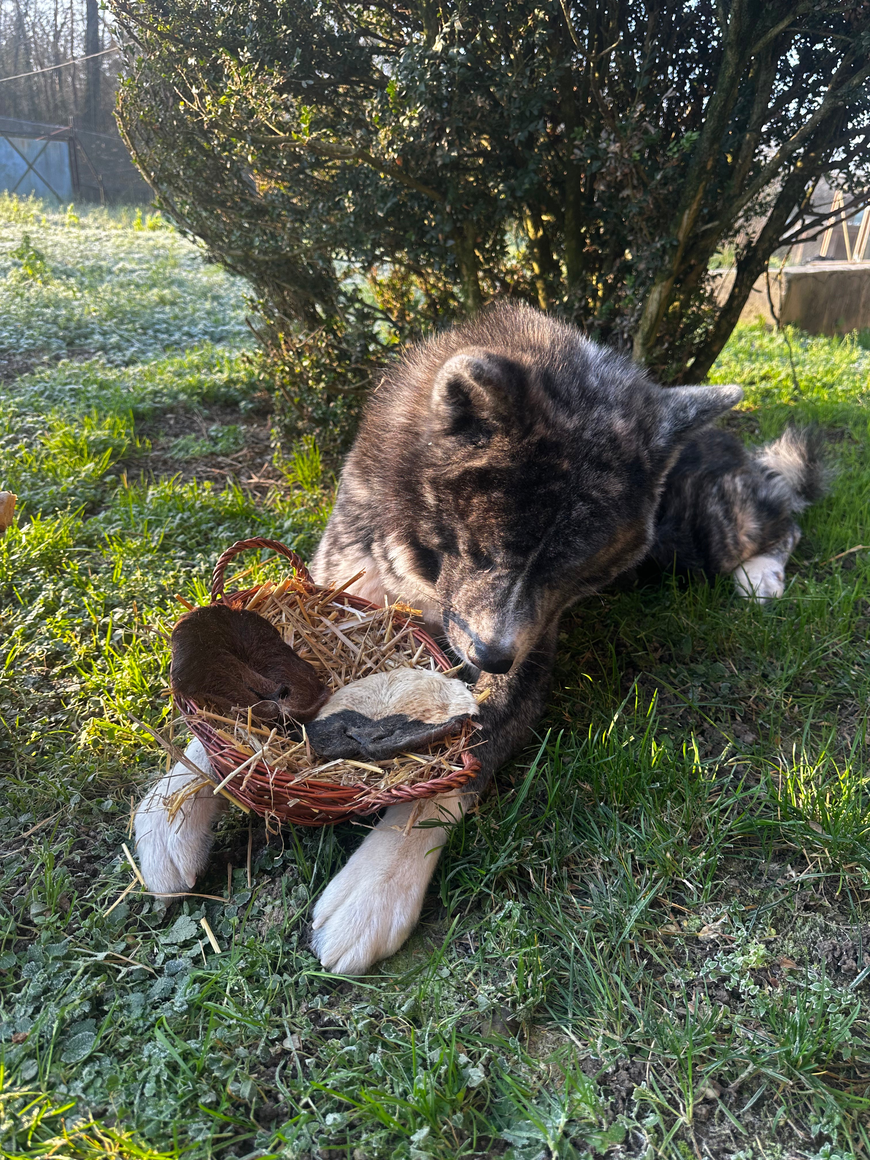Museau d'agneau avec poils
