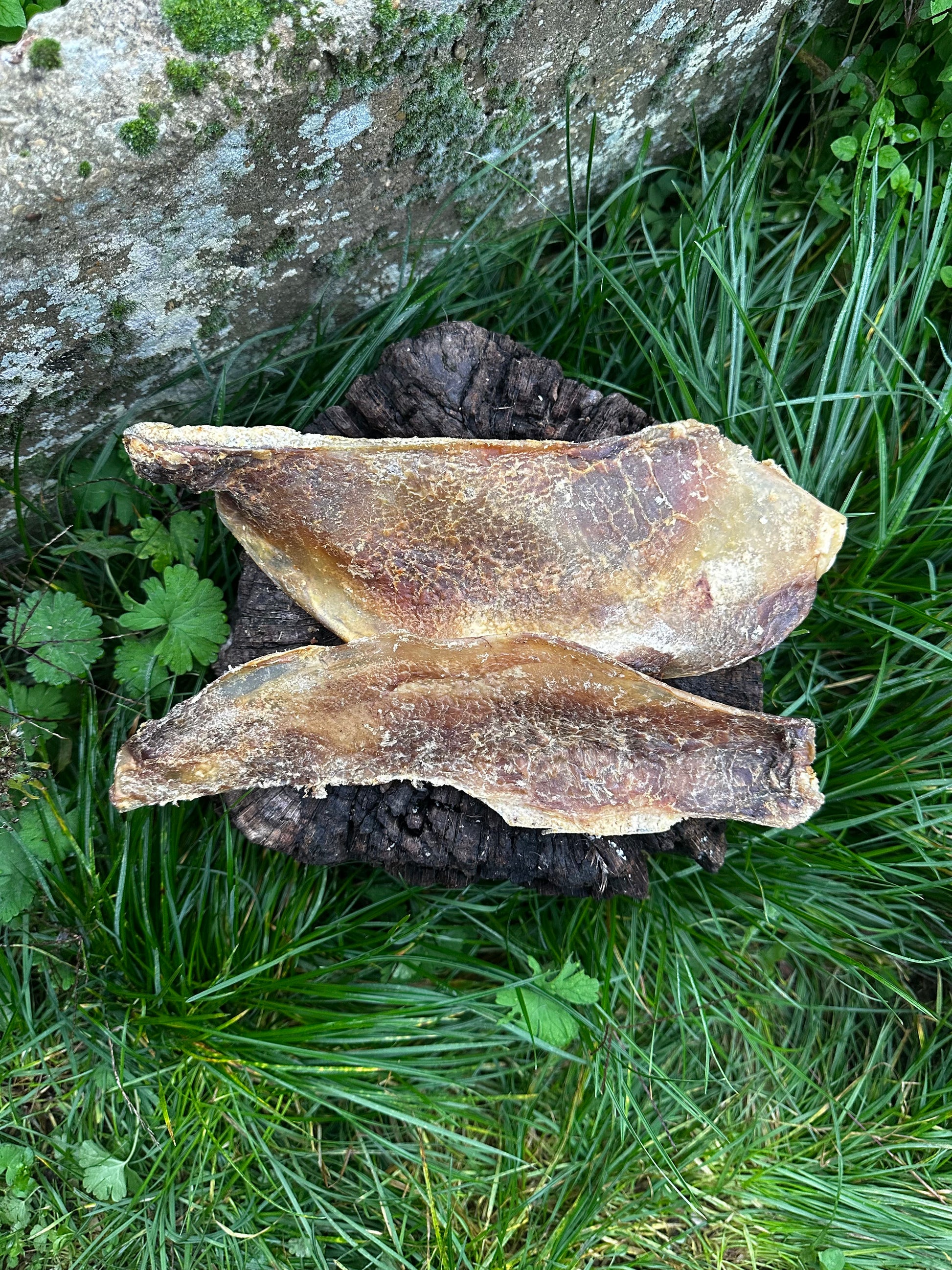 Maxi omoplate de bœuf