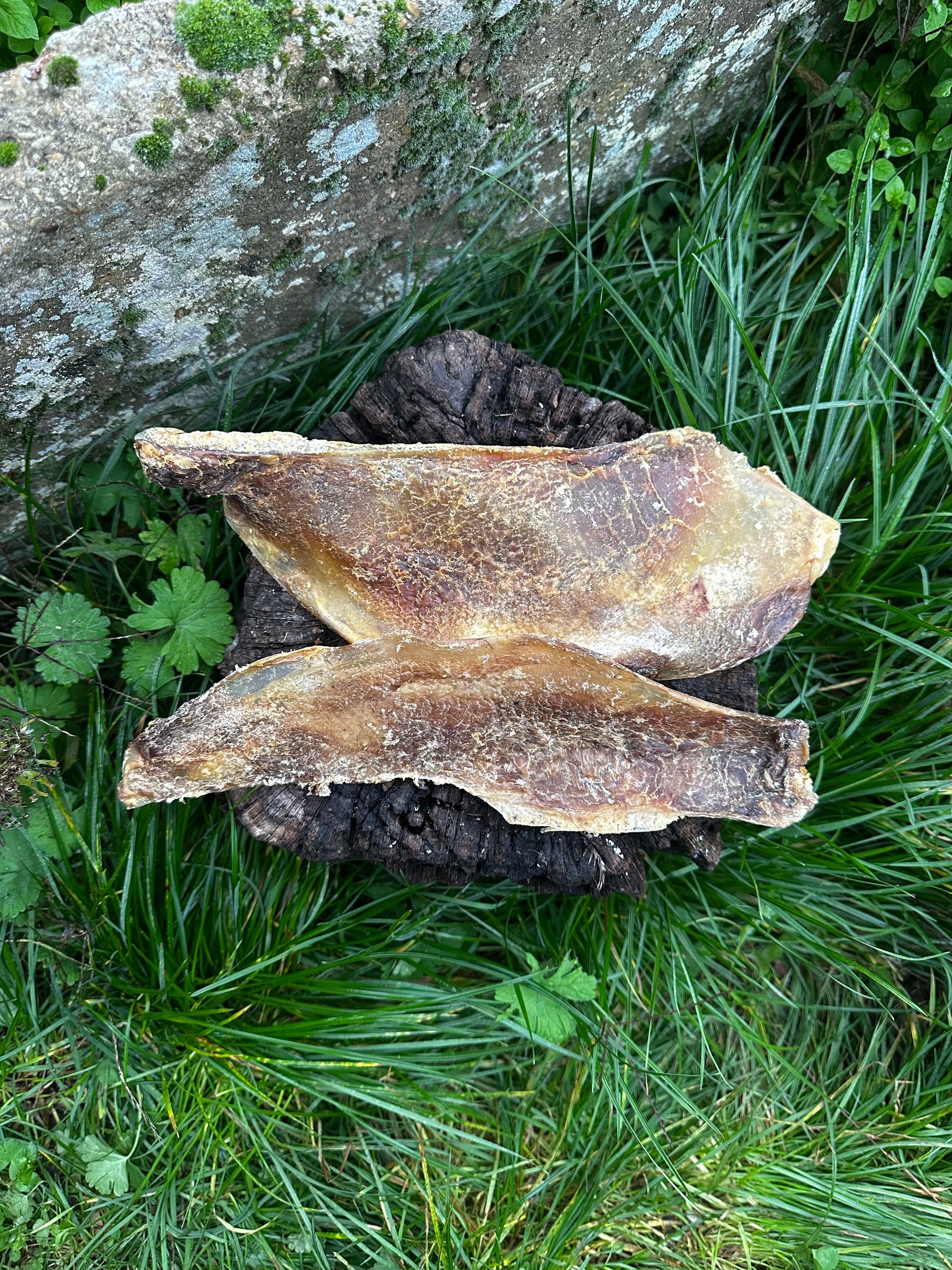 Maxi omoplate de bœuf