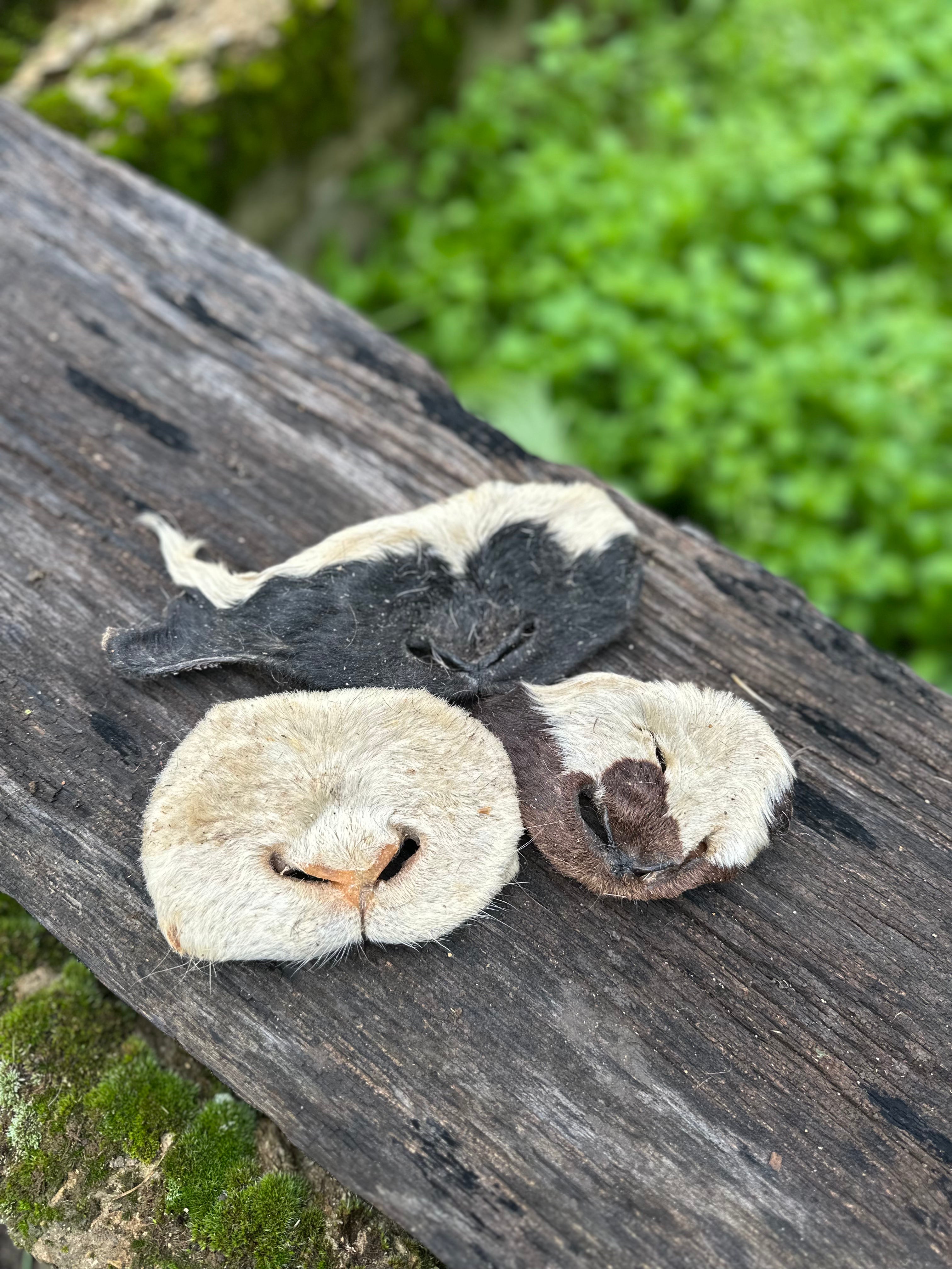 Museau d'agneau avec poils