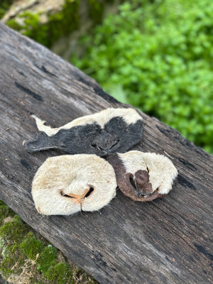 Museau d'agneau avec poils