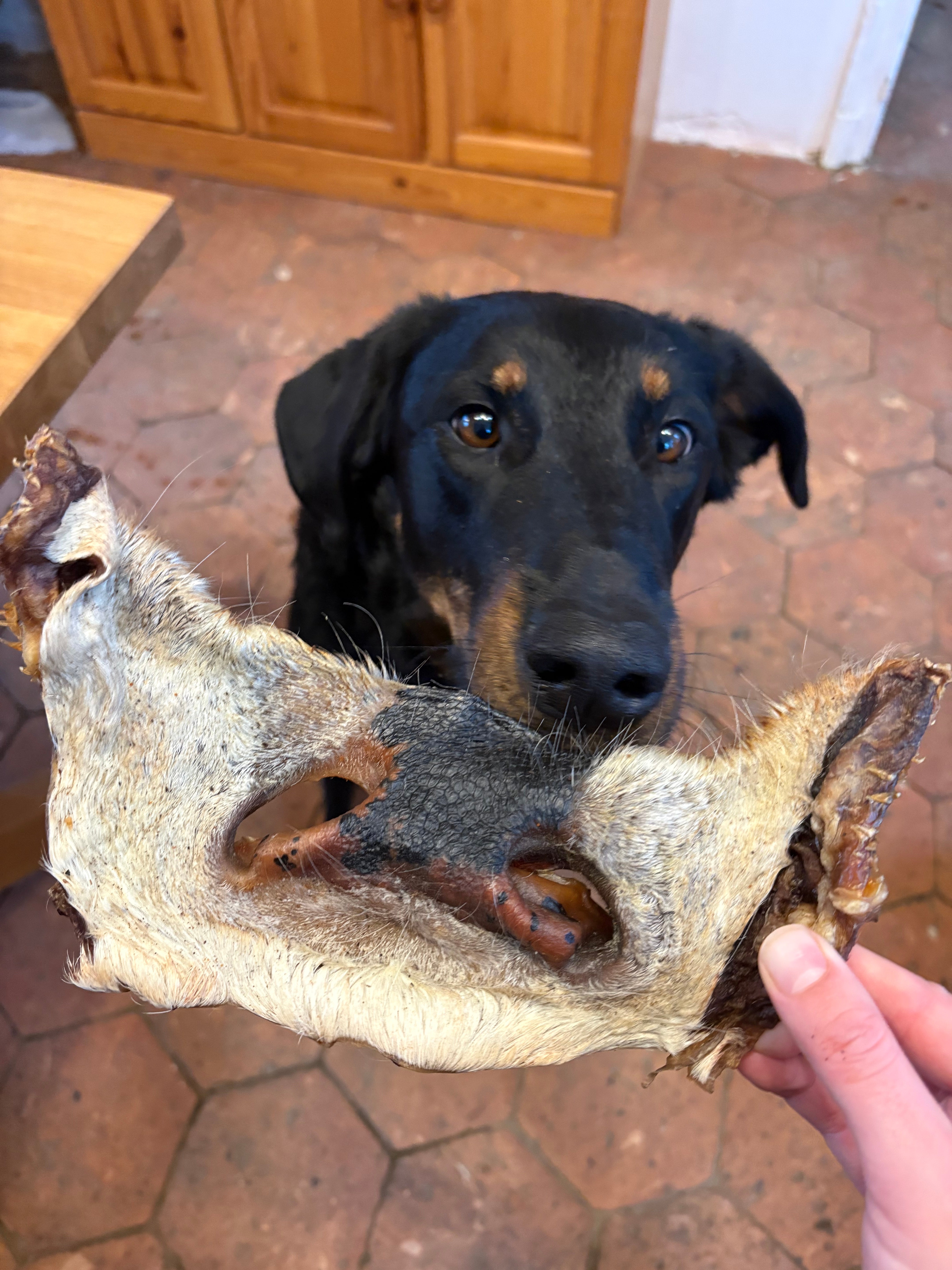 Museau de bœuf avec poils