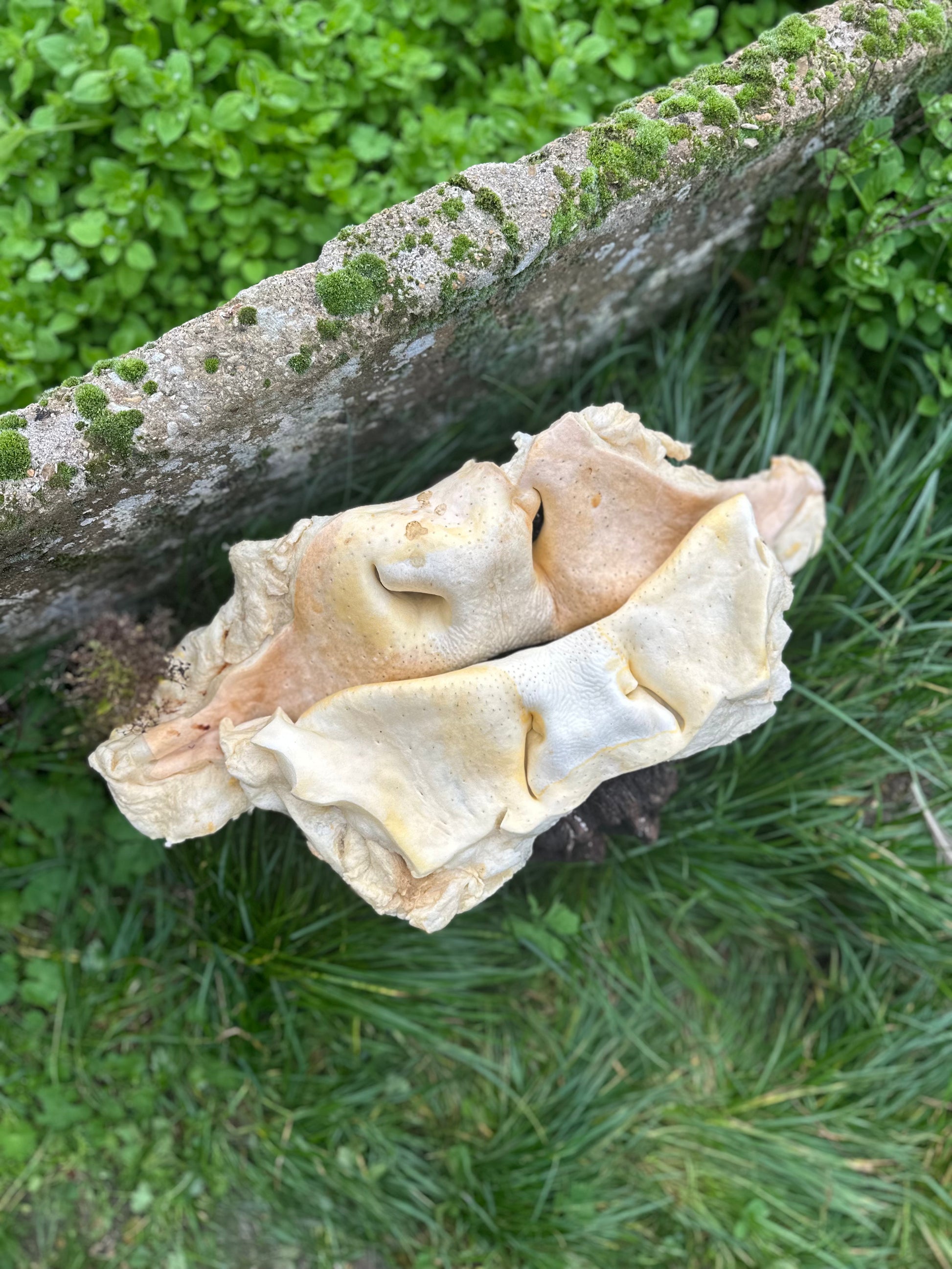 Museau de boeuf soufflé blanc