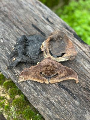 Museau de chèvre avec poils