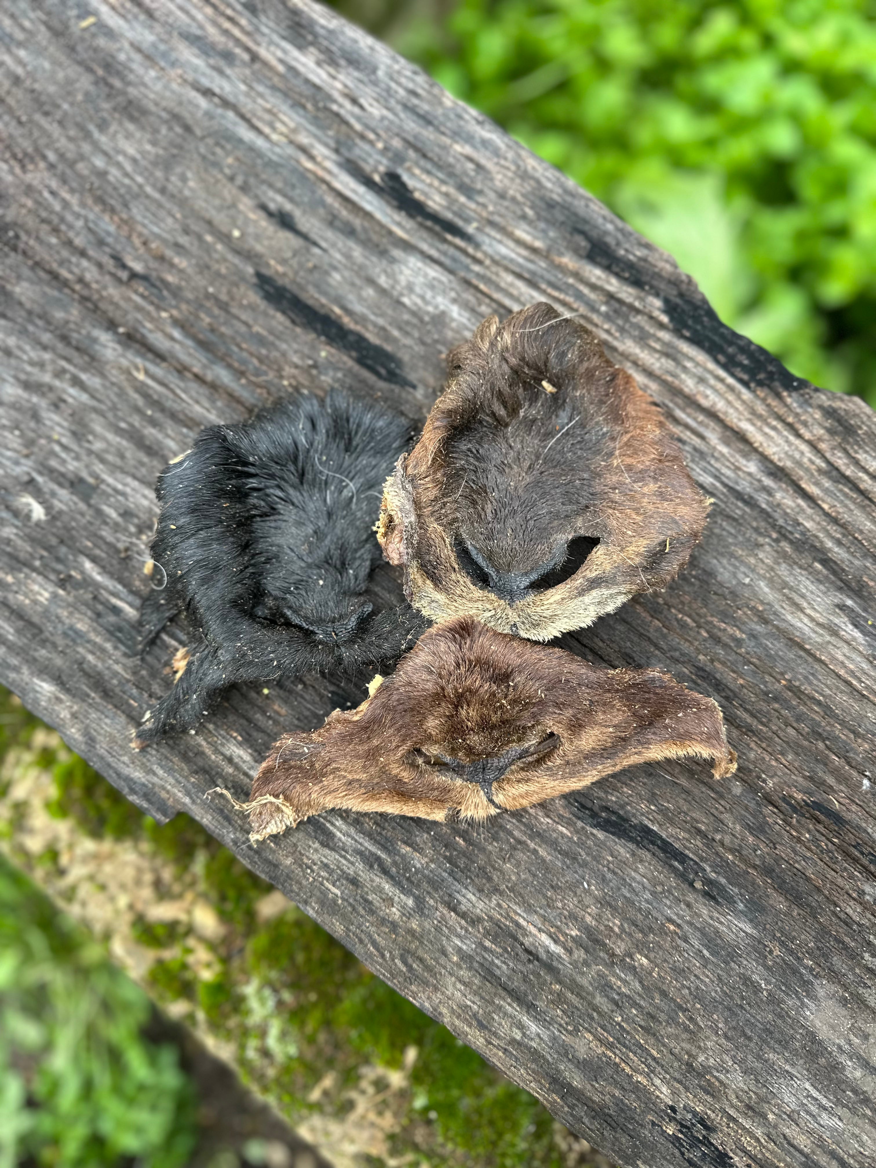 Museau de chèvre avec poils